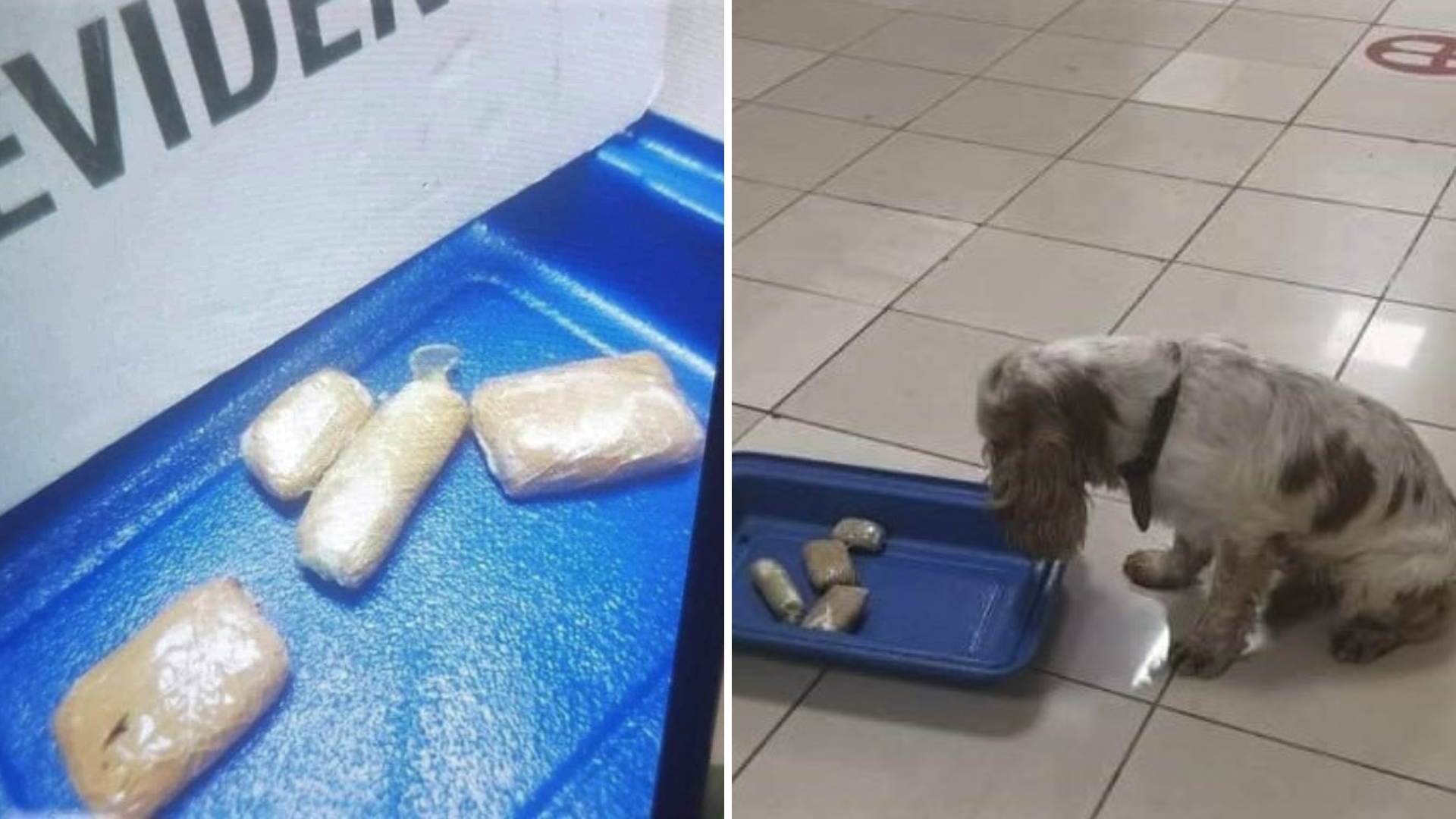 Aduana de Cuba confisca cuatro paquetes de drogas en Aeropuerto de La Habana