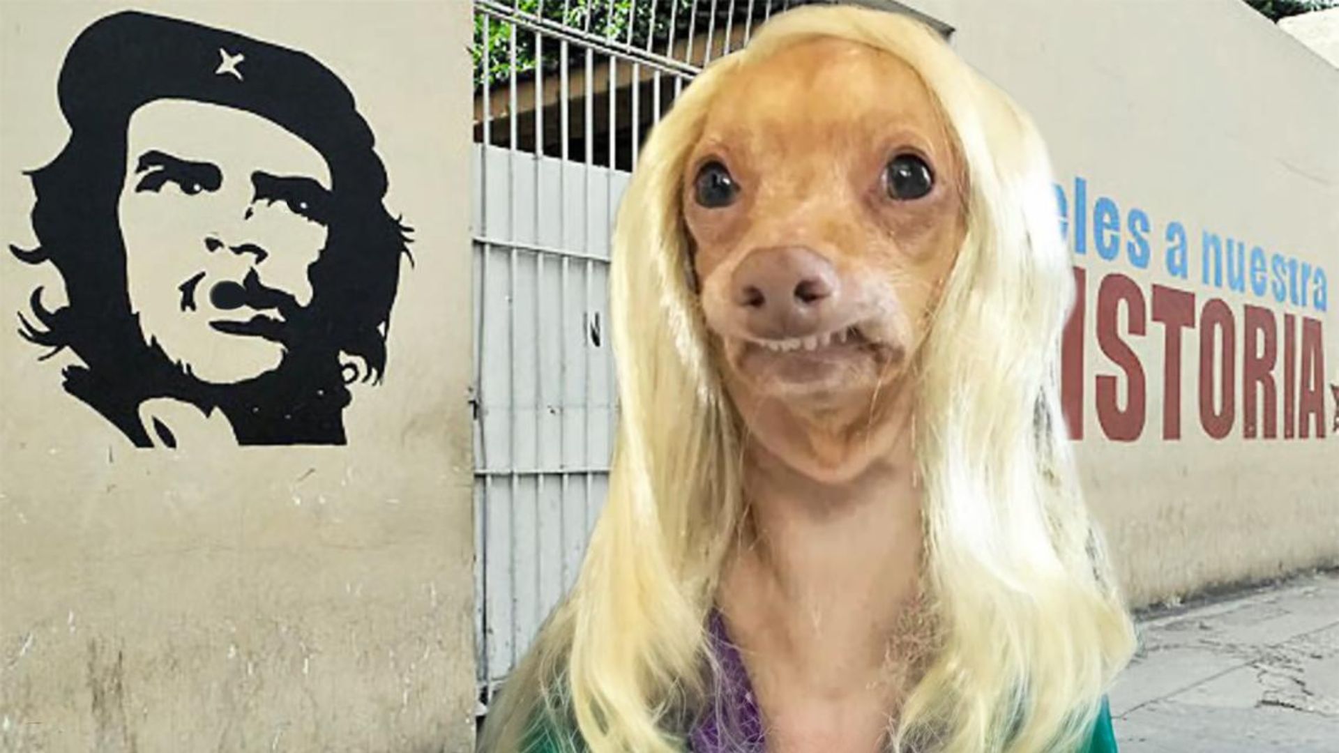 Aguántate la peluca