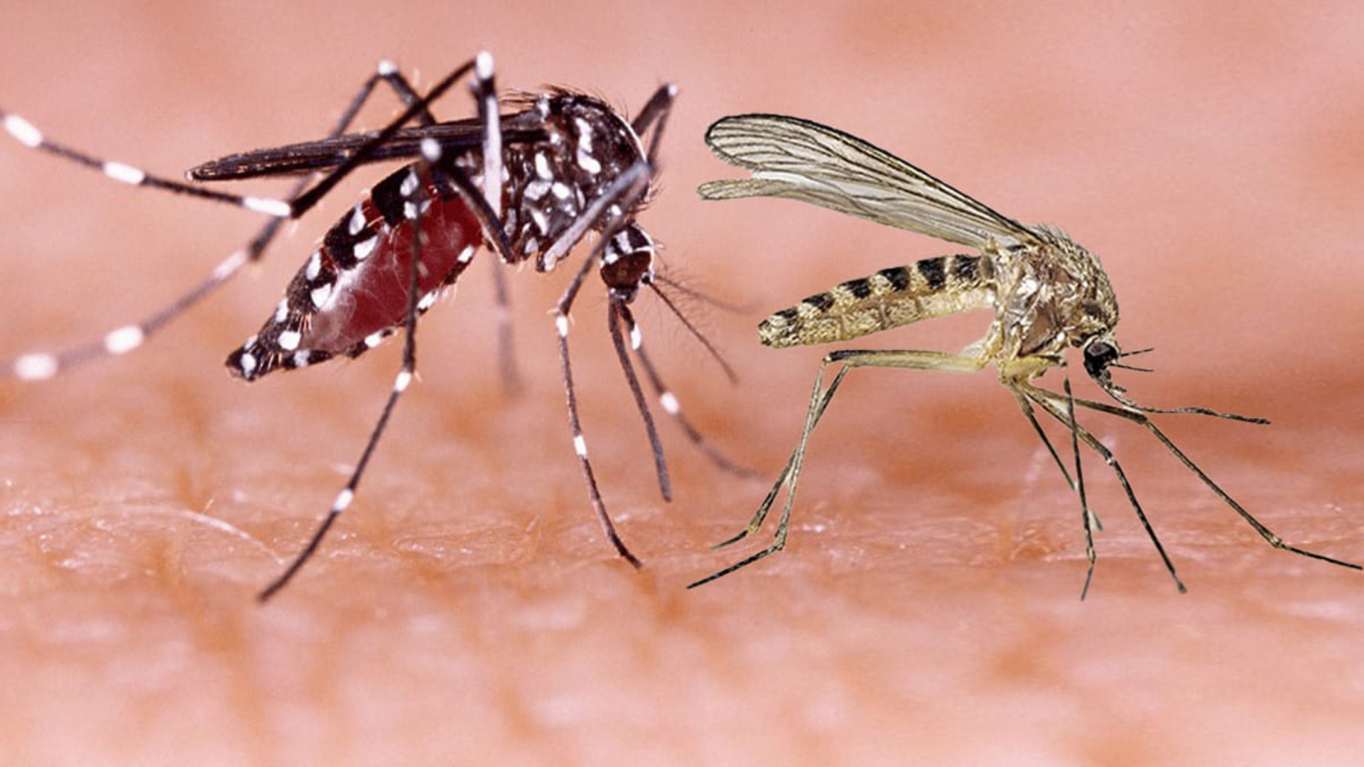 Alerta del MINSAP en Cuba por aumento de casos de Oropouche y Dengue