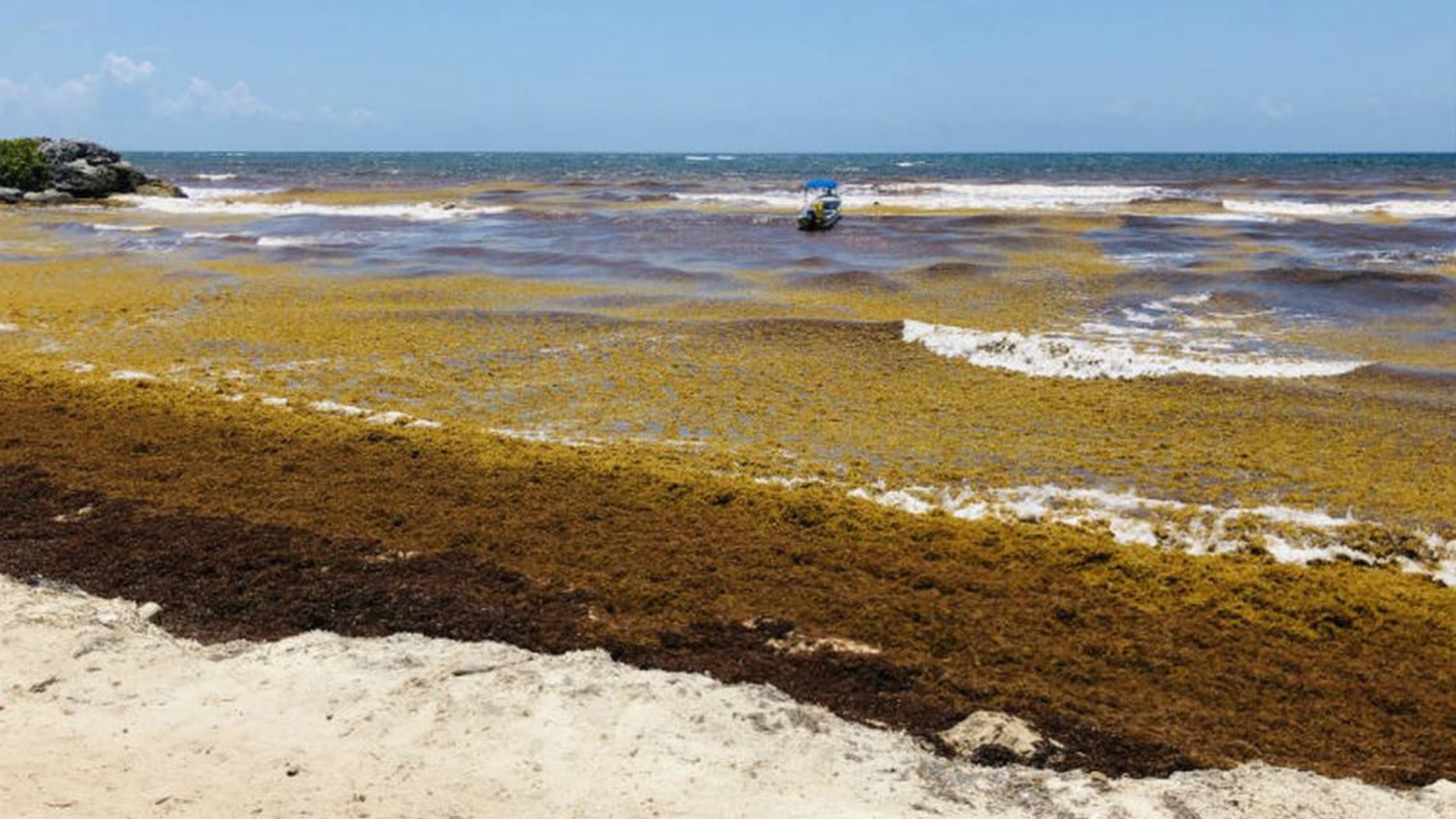 Alertan sobre llegada de sargazo tóxico a las costas cubanas