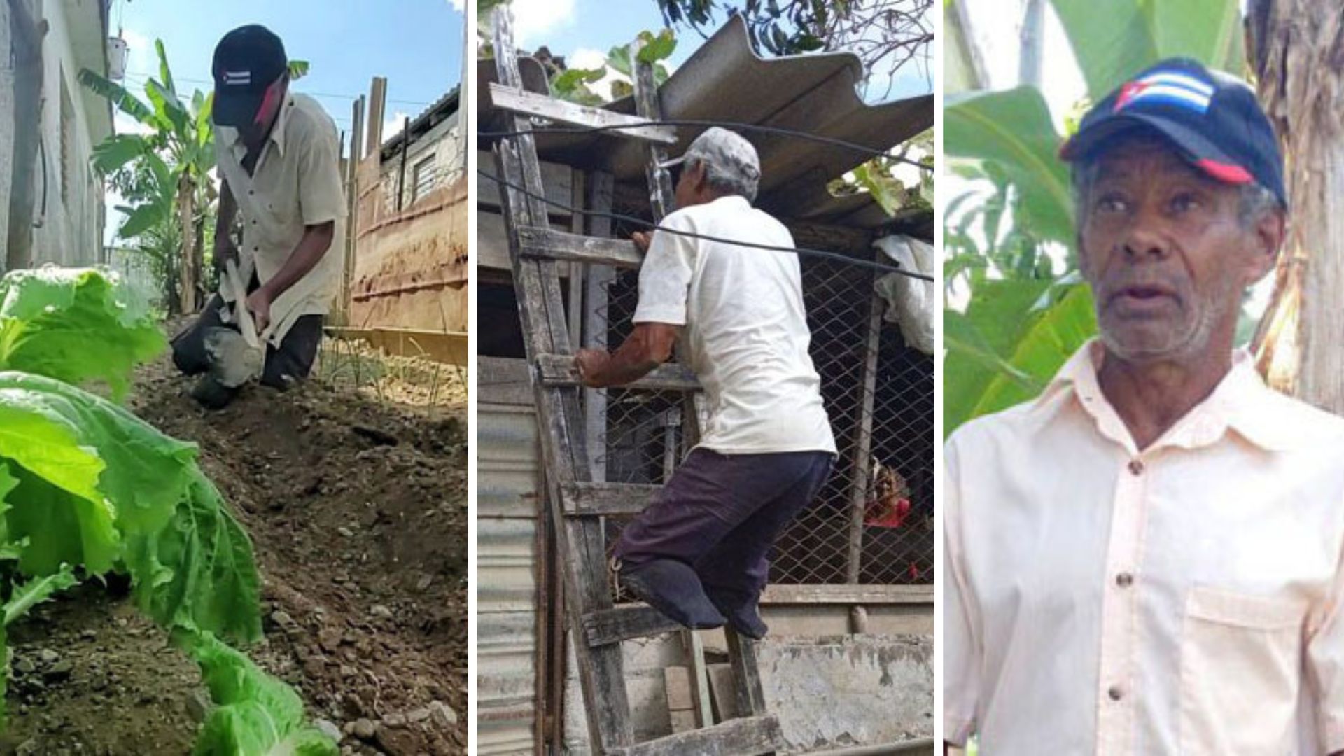 Anciano cubano sin piernas trabaja en agricultura para “sustento del hogar”