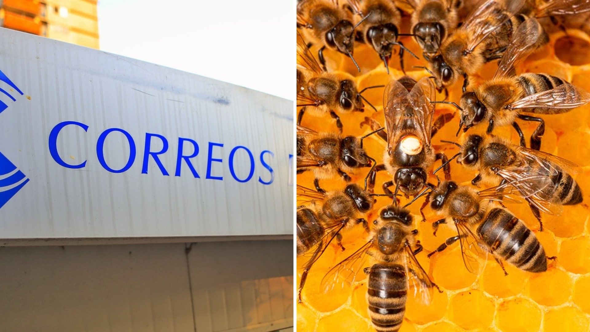 Ante falta de ingresos Correos de Cuba transportará abejas reinas y hará mudanzas
