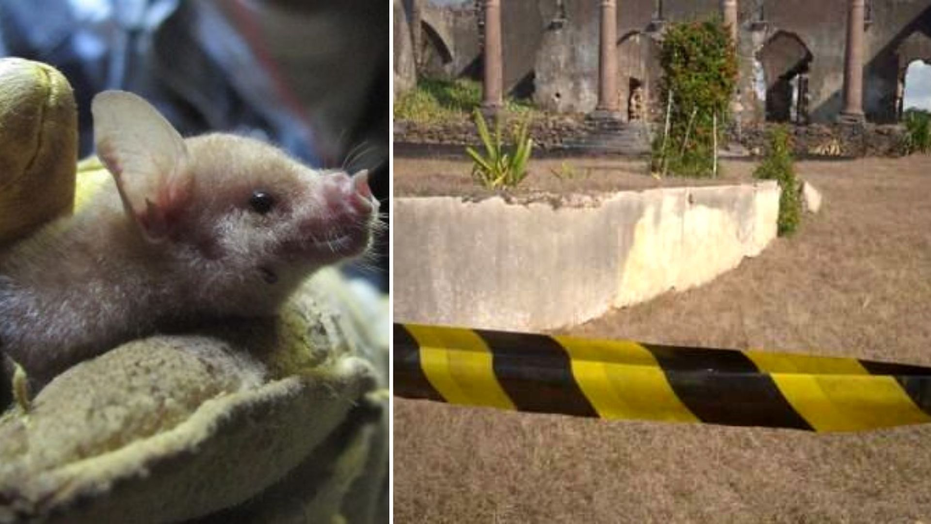 Artemisa: confirman enfermedad infecciosa por heces de murciélago en ceremonia religiosa