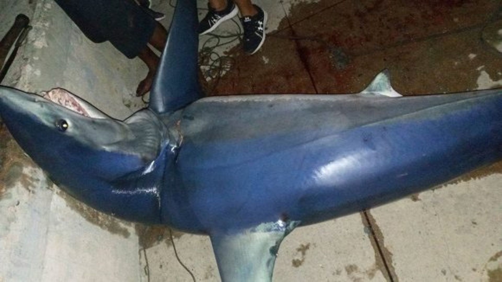 Atrapan tiburón en malecón de La Habana