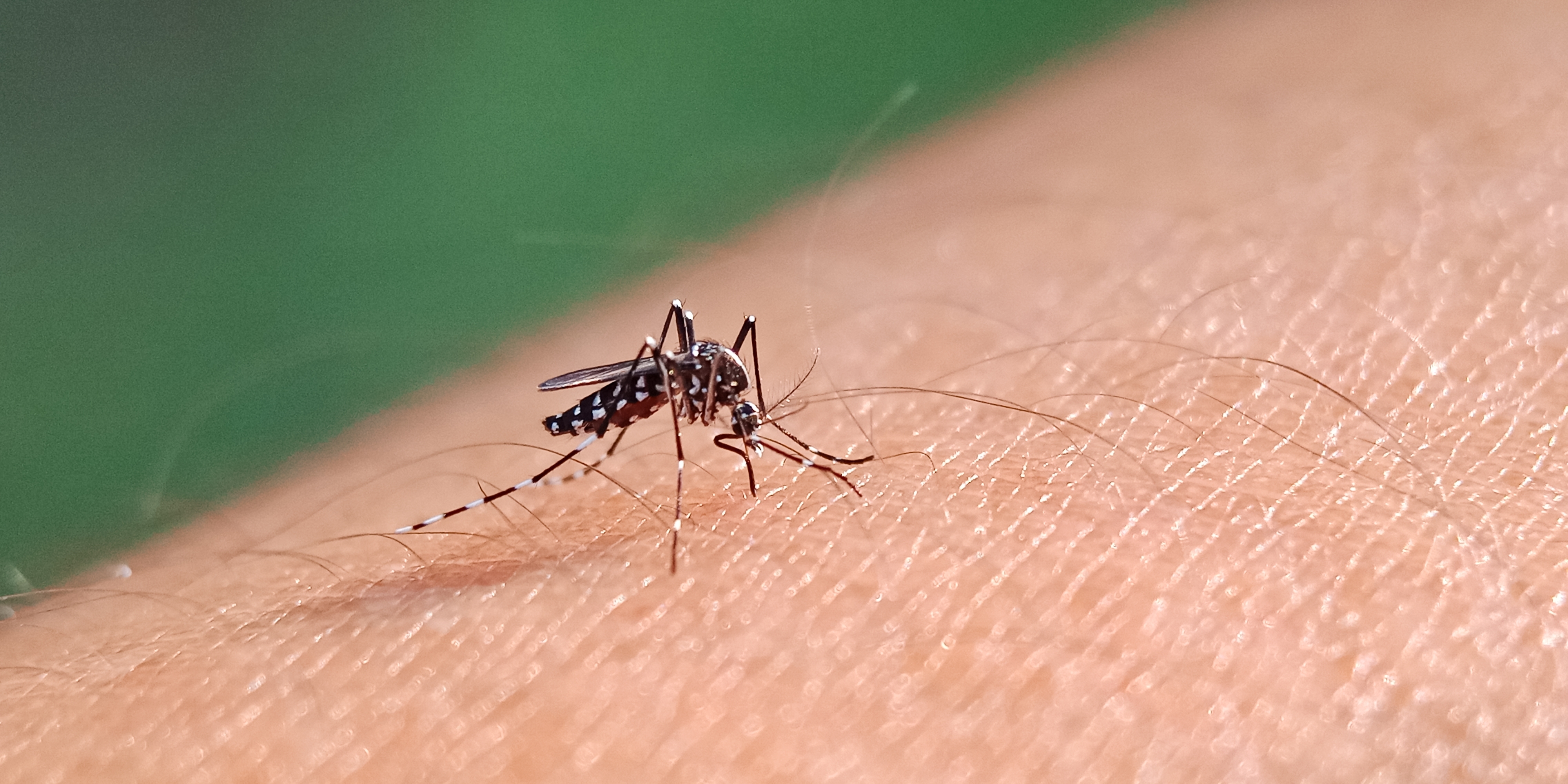 Aumentan casos de dengue en la Florida