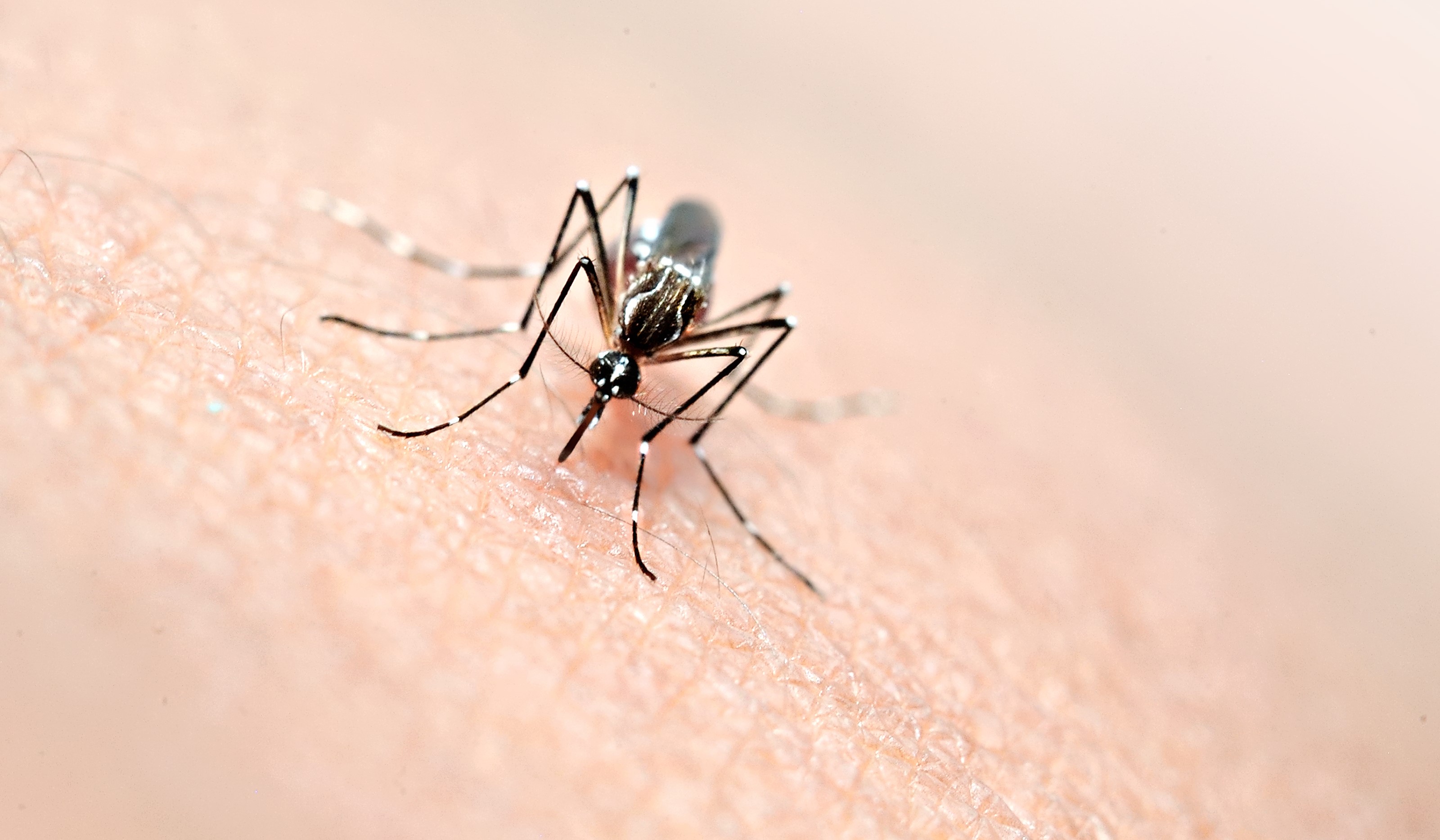 Aumentan los casos de dengue en Florida y apuntan a los viajeros desde Cuba y Haití