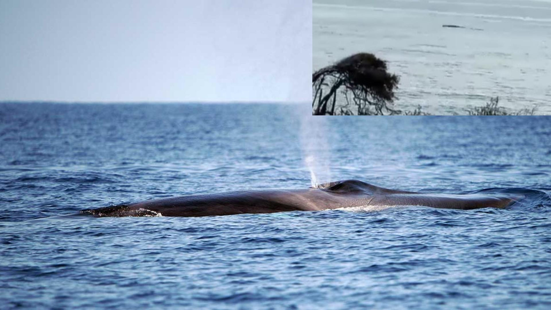 Avistan ballenas en la costa sur de Guantánamo