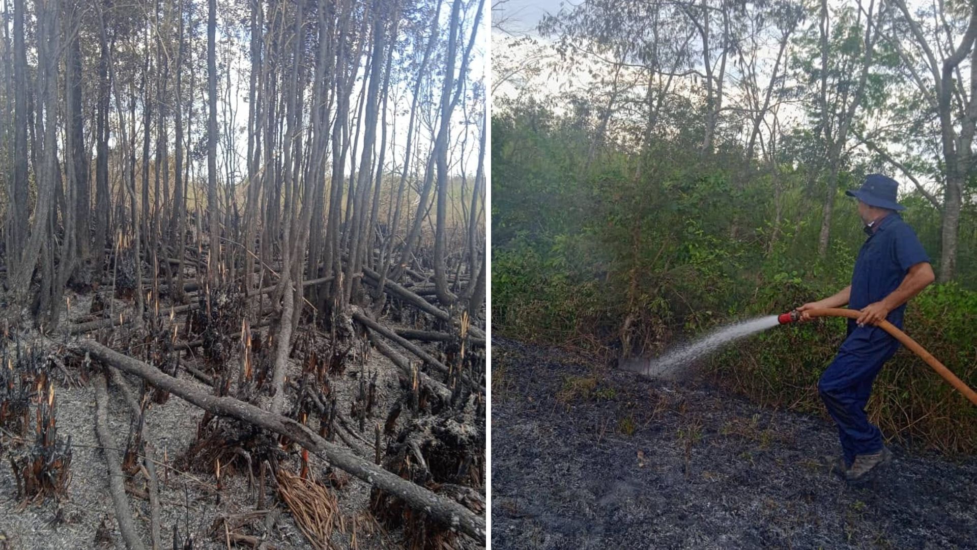 Bajo control el incendio forestal en la Ciénaga de Zapata
