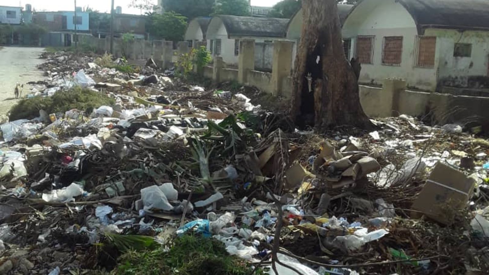 Basura y ratones en los alrededores de escuela secundaria básica de Camagüey