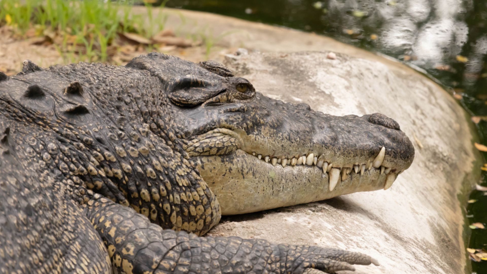 Caimán de seis pies muerde a hombre de 79 años mientras daba un paseo en Florida 