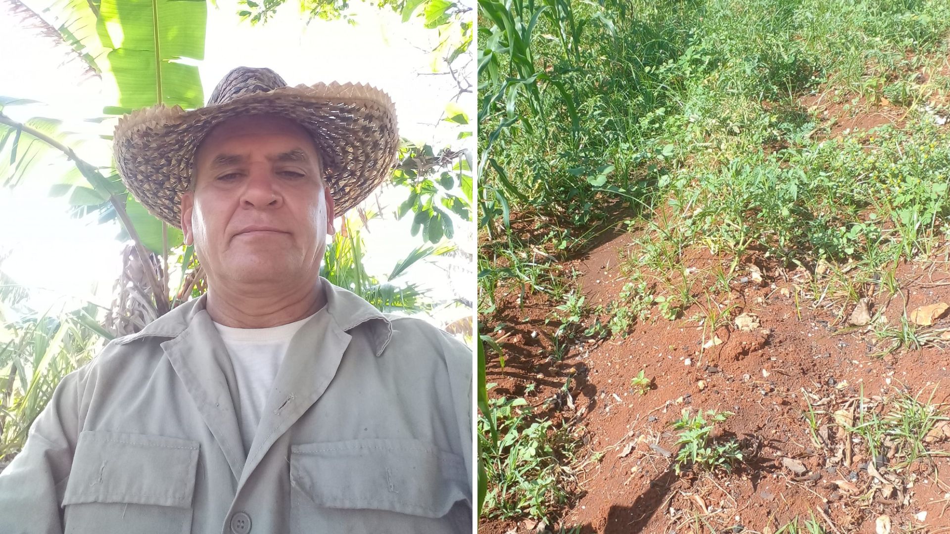 Campesino cubano denuncia pérdida de cosecha por falta de insumos