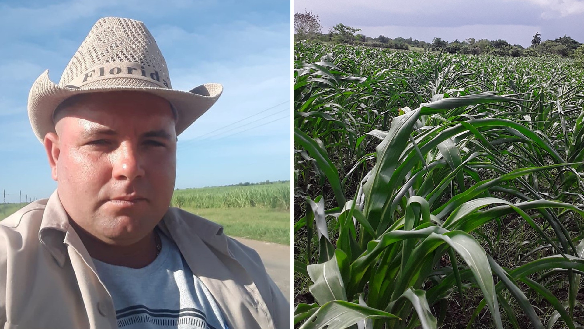 Campesino cubano está perdiendo su cosecha por la falta de combustible