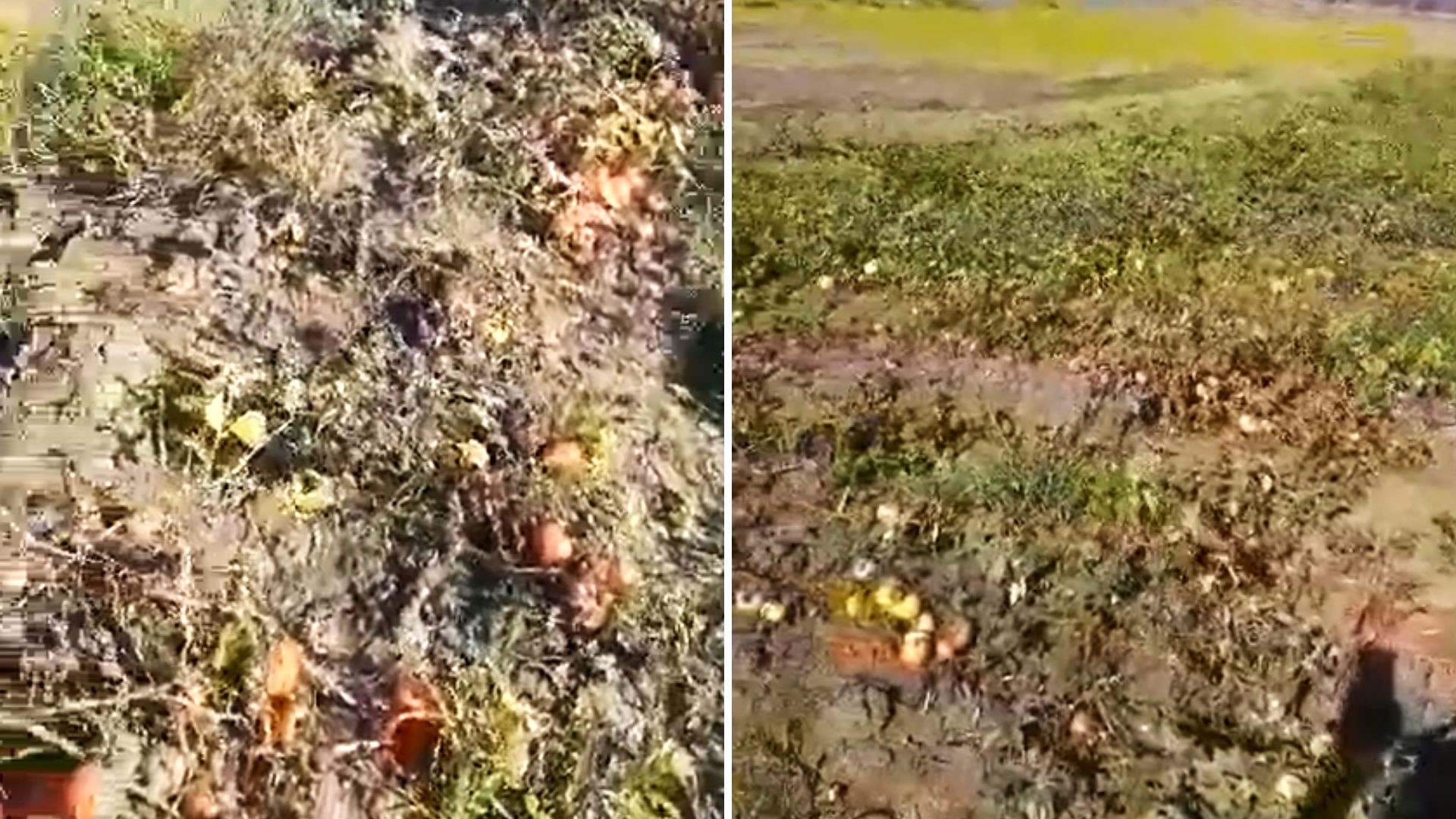 Campesino cubano pierde cosecha de tomates por ineficiencia del régimen