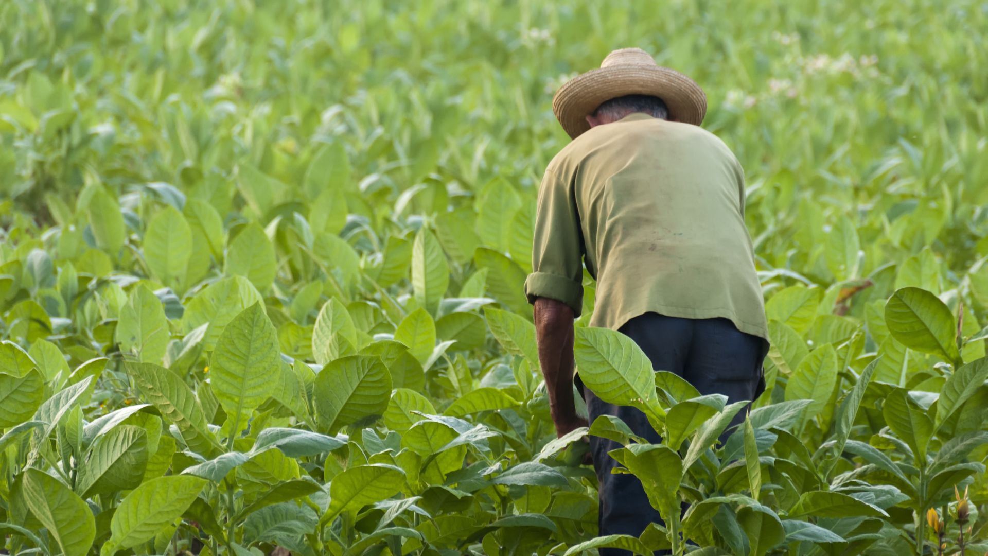 Campesino denuncia que Acopio debe a su cooperativa 8 millones de pesos desde diciembre