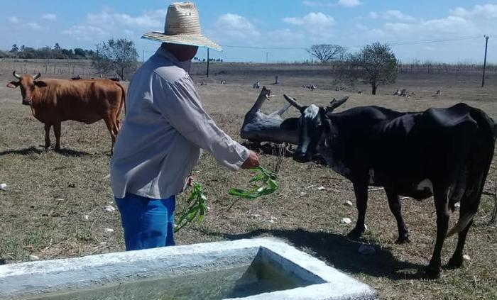 Campesinos cubanos denuncian aumento del robo y sacrificio de ganado en medio de inacción de autoridades