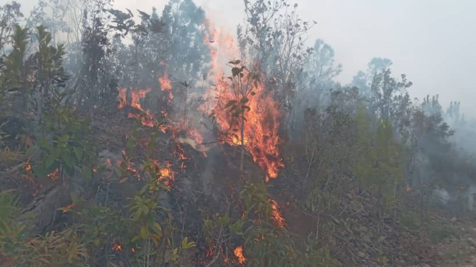 Casi 3 mil hectáreas de bosque afectadas por incendio en Pinar del Río
