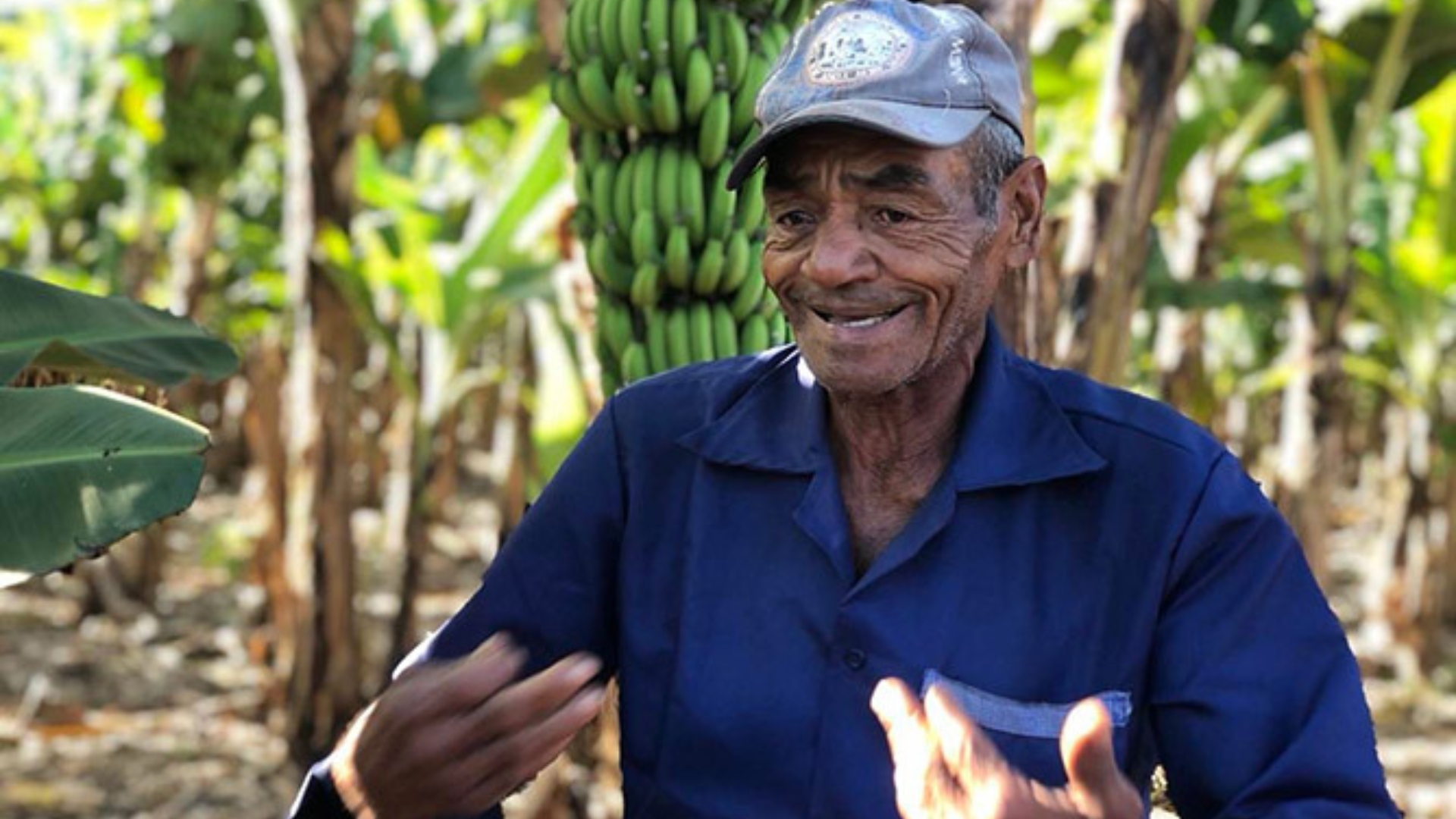 “Casi me matan”: campesino cubano es atacado a pedradas para robarle plátanos