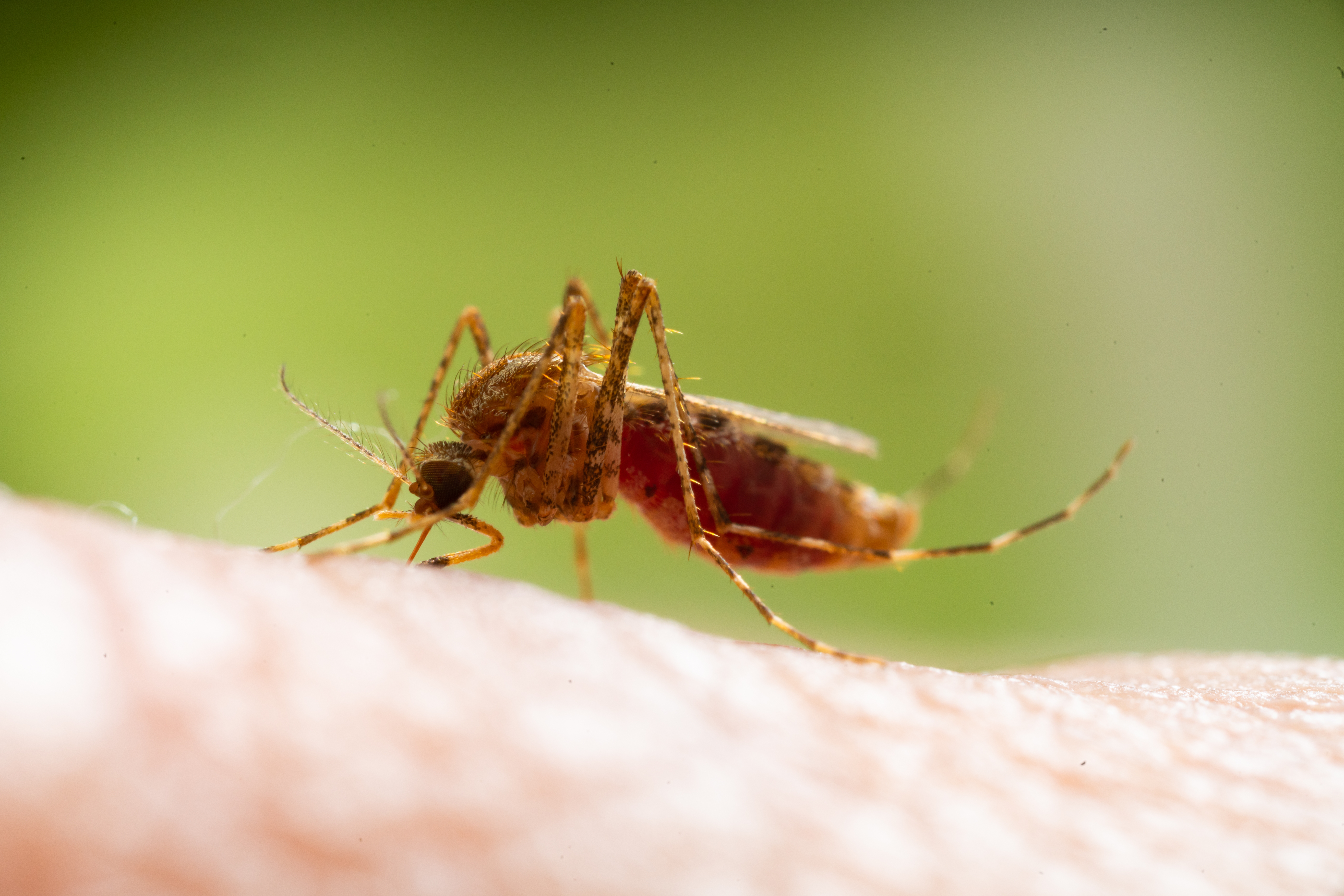 Confirman focos del mosquito transmisor del paludismo en Cuba 