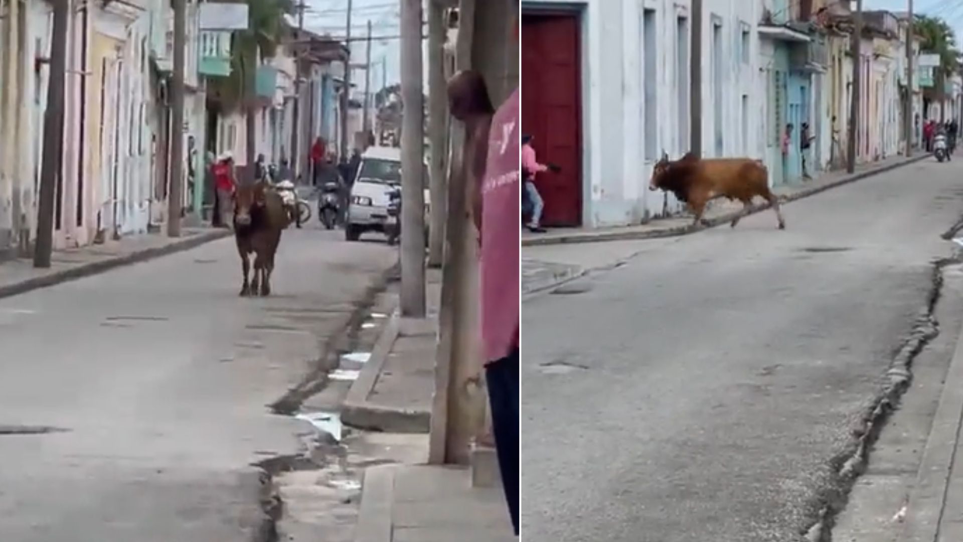 Conmoción en Sancti Spíritus: un toro se escapa 
