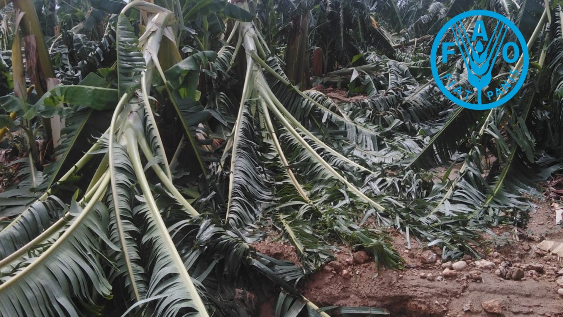 Continúa el apoyo de la FAO al régimen cubano