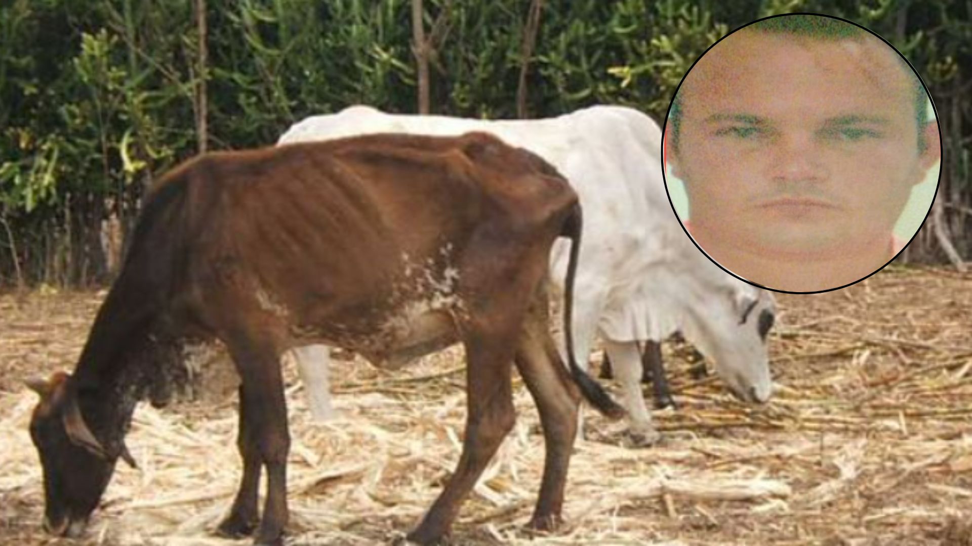 Crece la delincuencia en Cuba: ciudadano es capturado con restos de 7 vacas y un caballo
