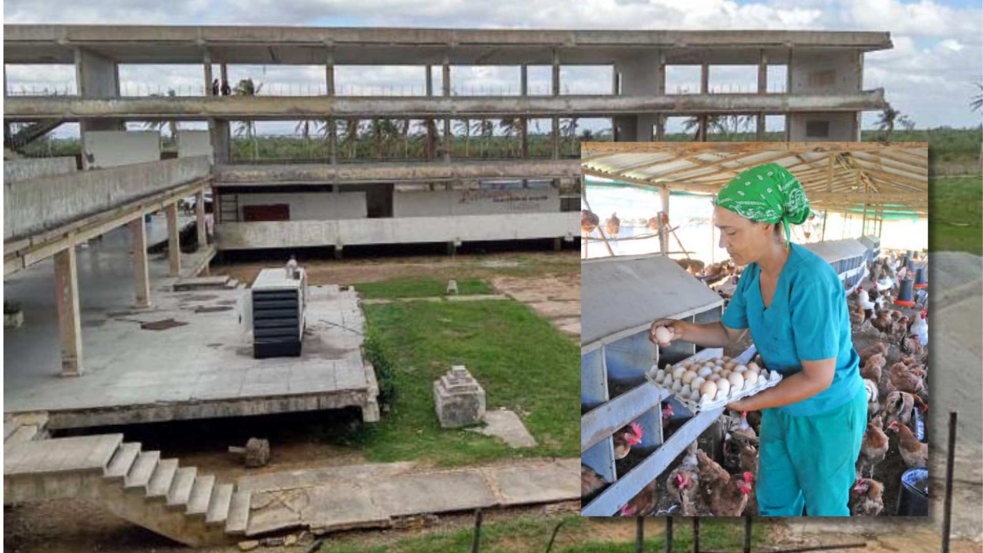 Cuba: convertirán escuelas en granjas de pollos