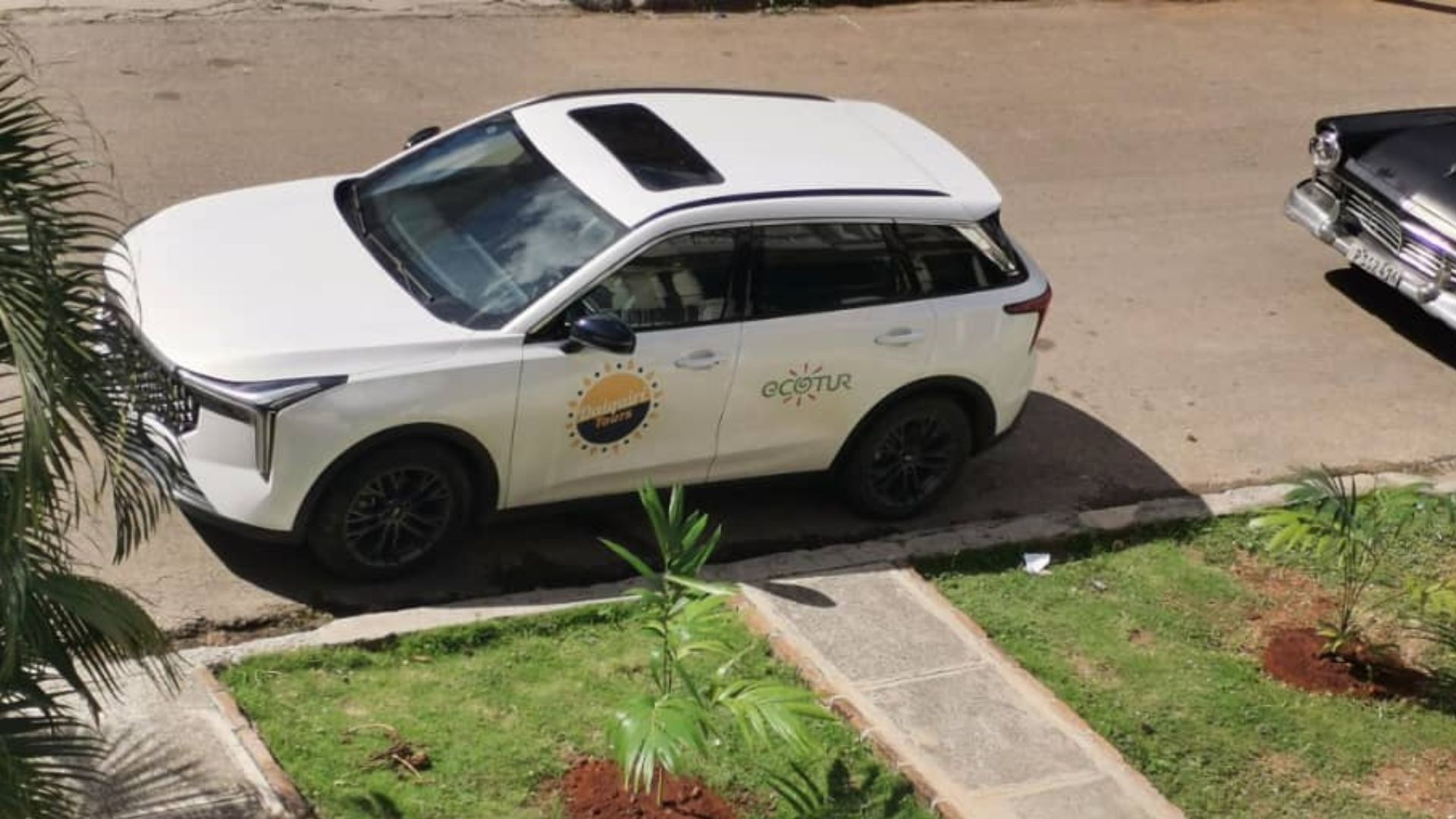 Cuba: denuncian a Forestales por “siembra de especies de plantas no adecuadas”