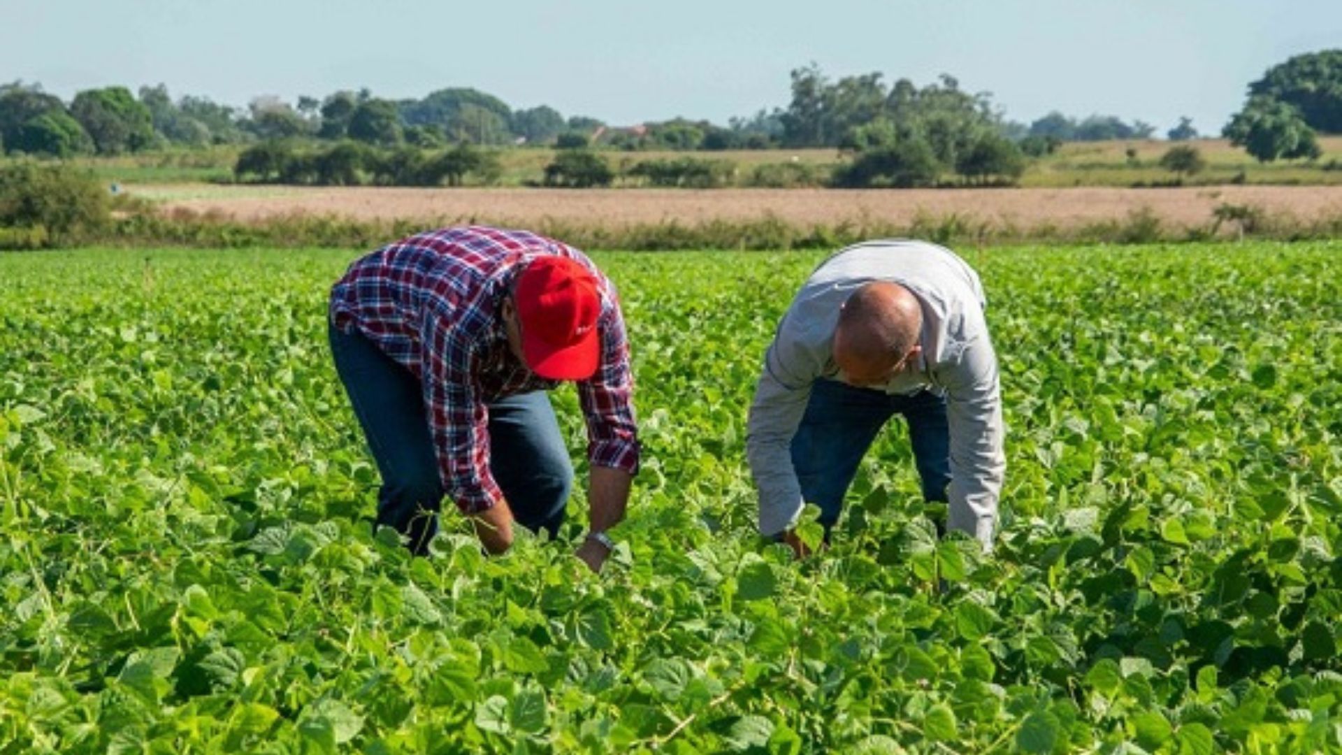 Cuba: les quitan las tierras a 137 agricultores en medio de la escasez de alimentos