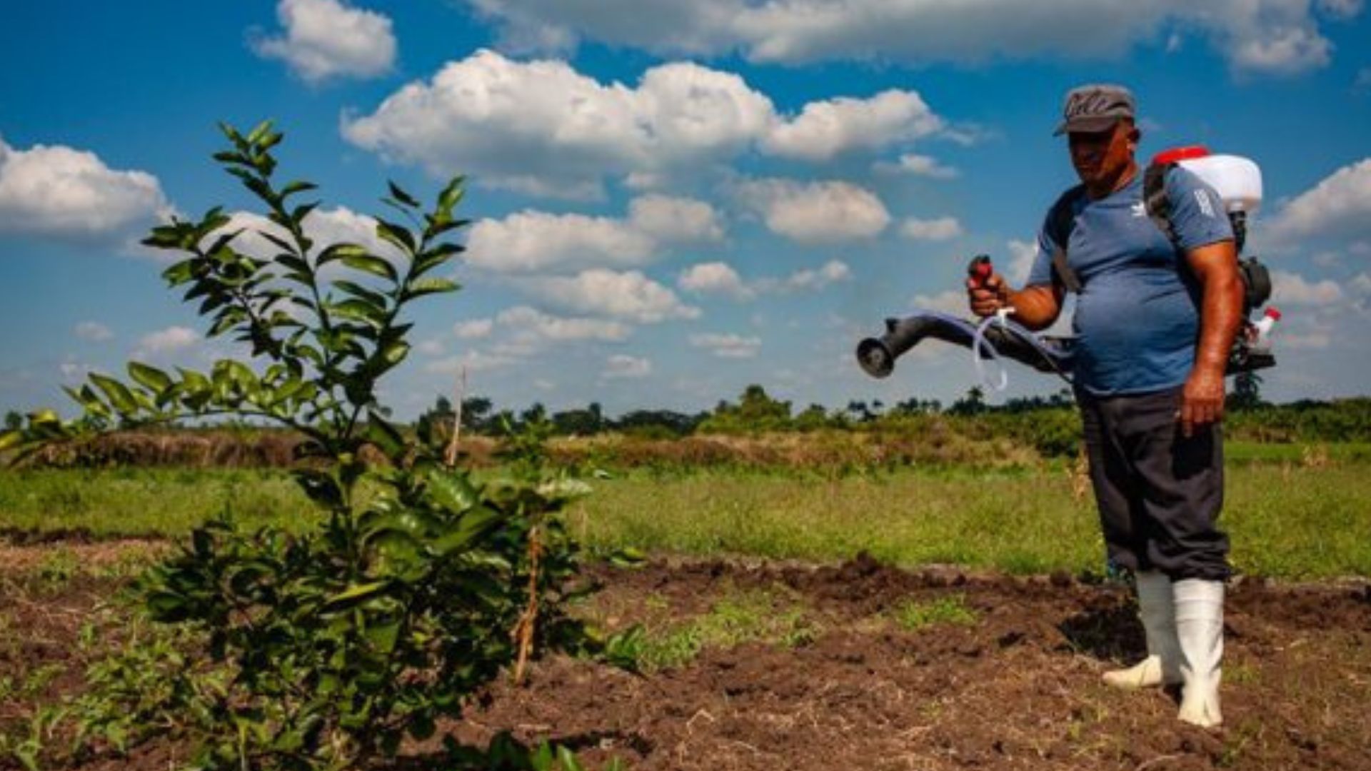 Cuba: millones de dólares de la ONU para recuperar tierras con marabú