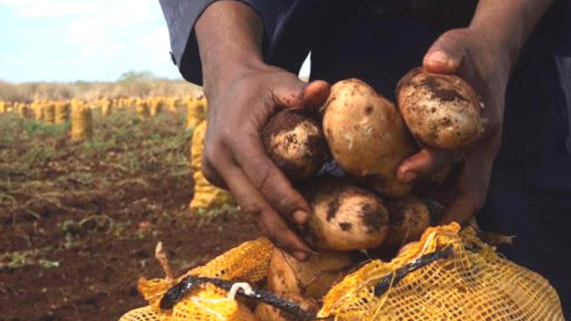 Cuba: se pudren papas en los campos por apagones eléctricos