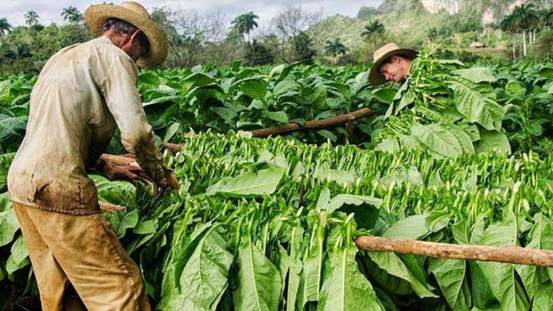 Denuncia: Campesinos no pueden cultivar tabaco en Pinar del Río