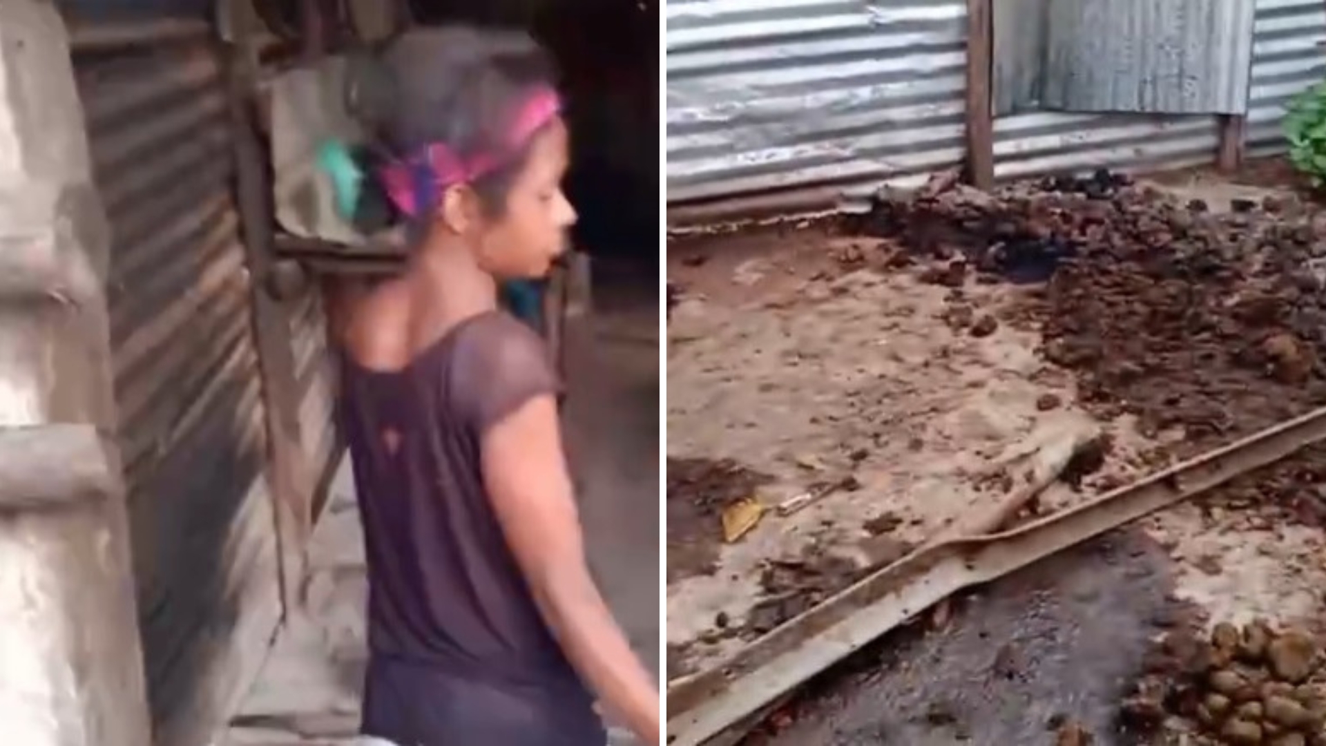 Denuncia: Duermen con un caballo dentro de la casa