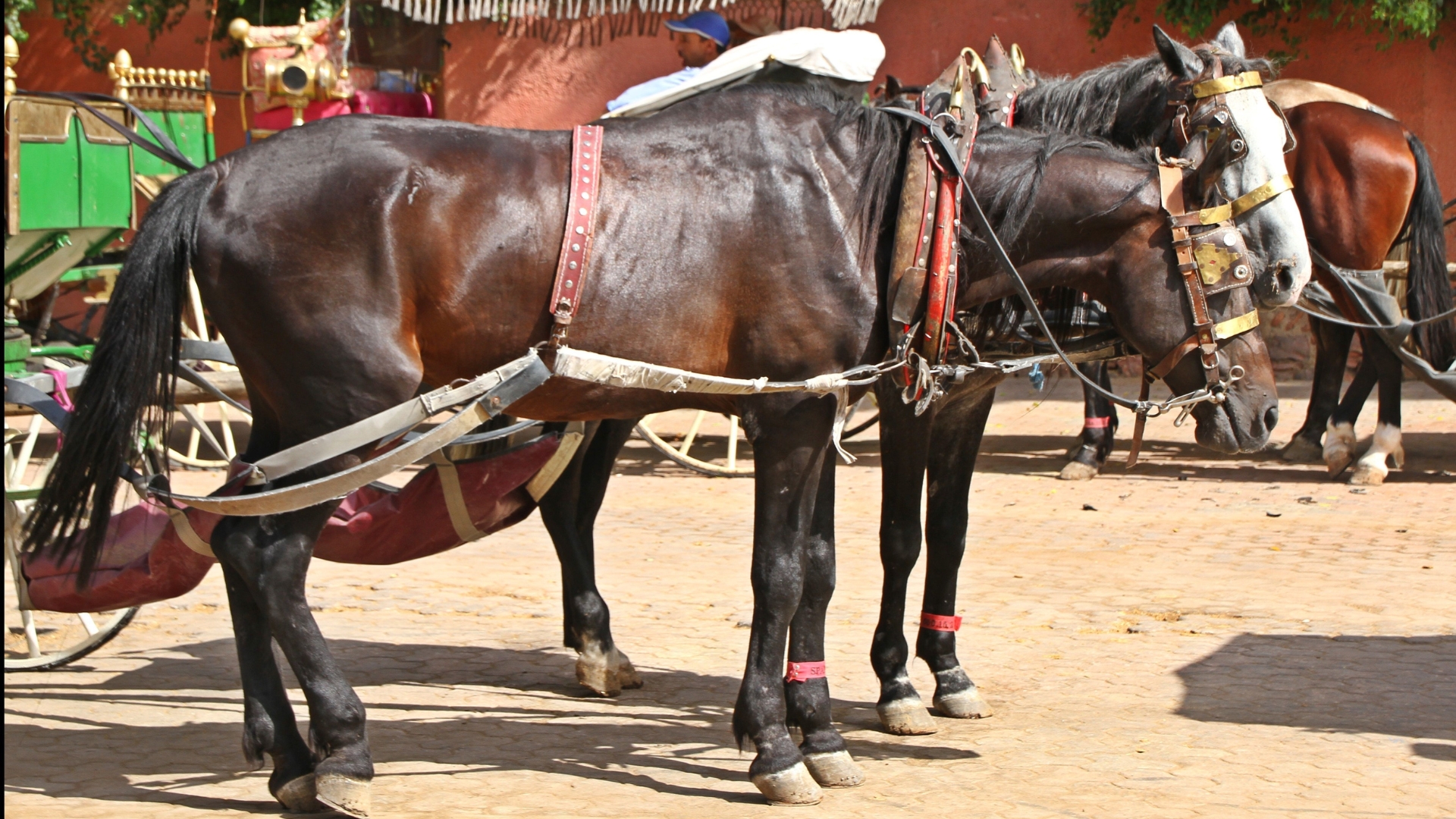 Denuncia: maltrato a los caballos en La Habana