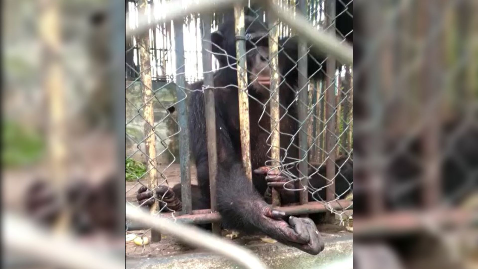 Denuncian pésimo estado de animales en Zoológico de Santiago de Cuba
