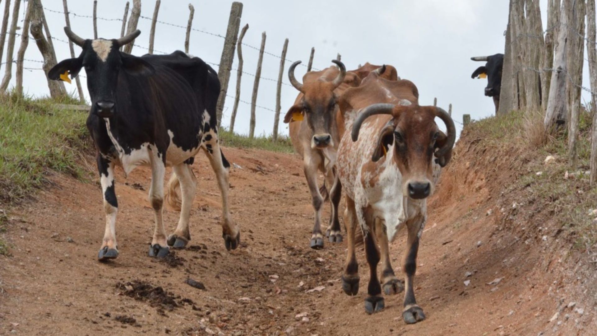 Economista alerta sobre "gravedad de la inseguridad alimentaria de Cuba"