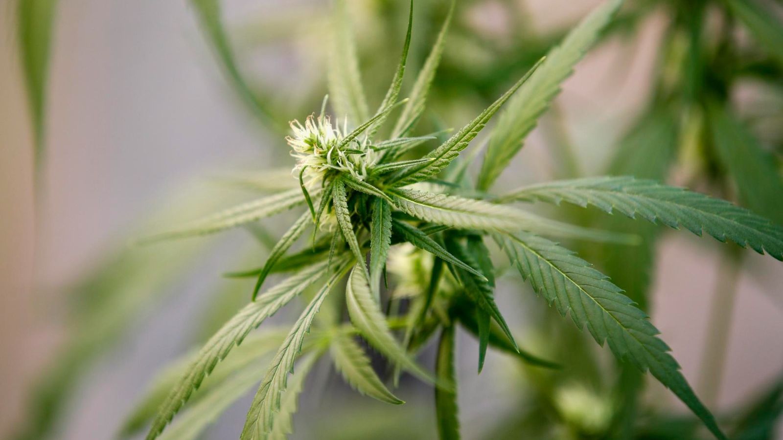 Encuesta: 70% de votantes de Florida apoyan la marihuana recreativa
