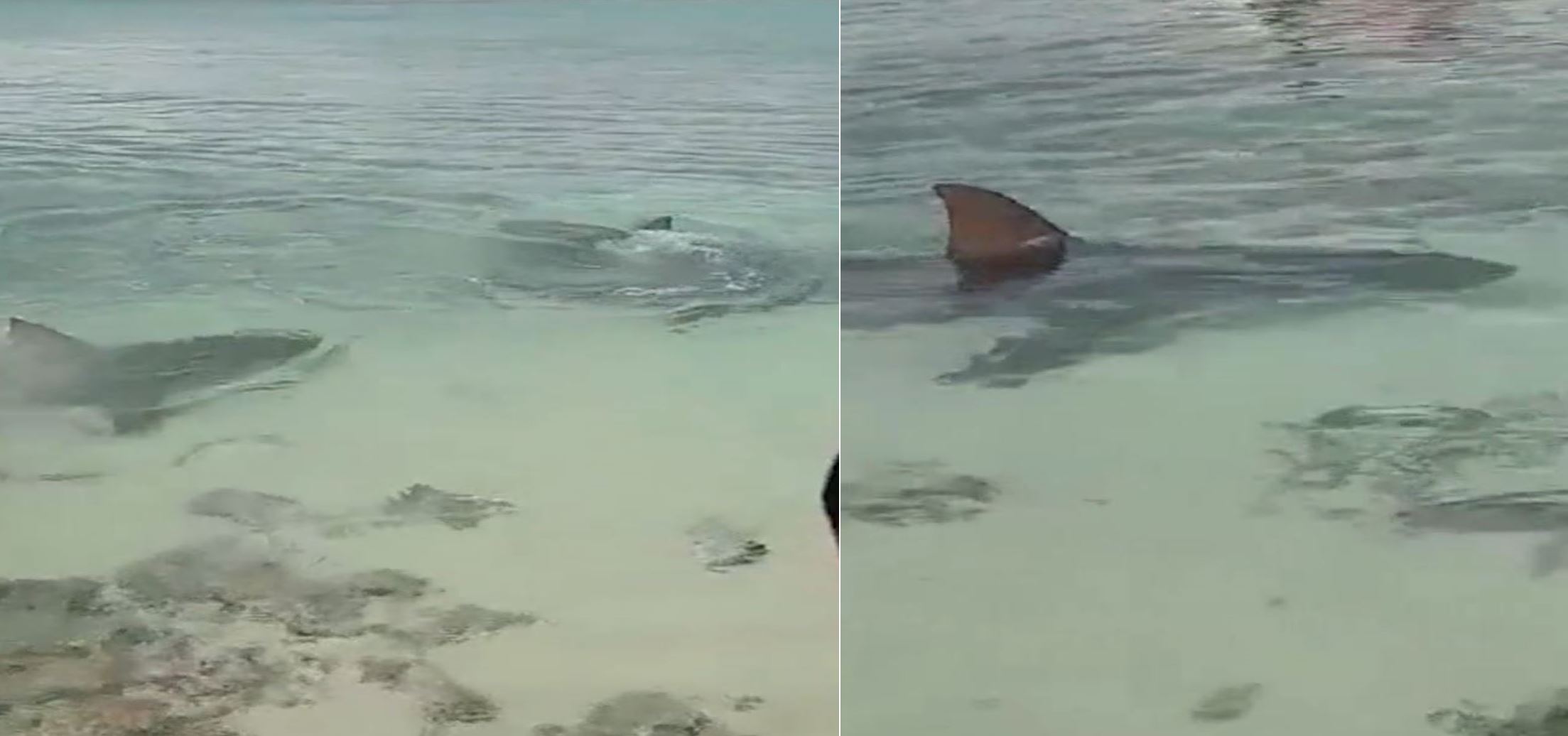 Espectacular encuentro de bañistas con grandes tiburones en playa cubana