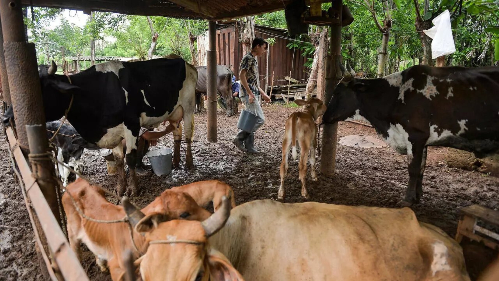Ganaderos de Matanzas se niegan a vender la leche al gobierno por deudas millonarias