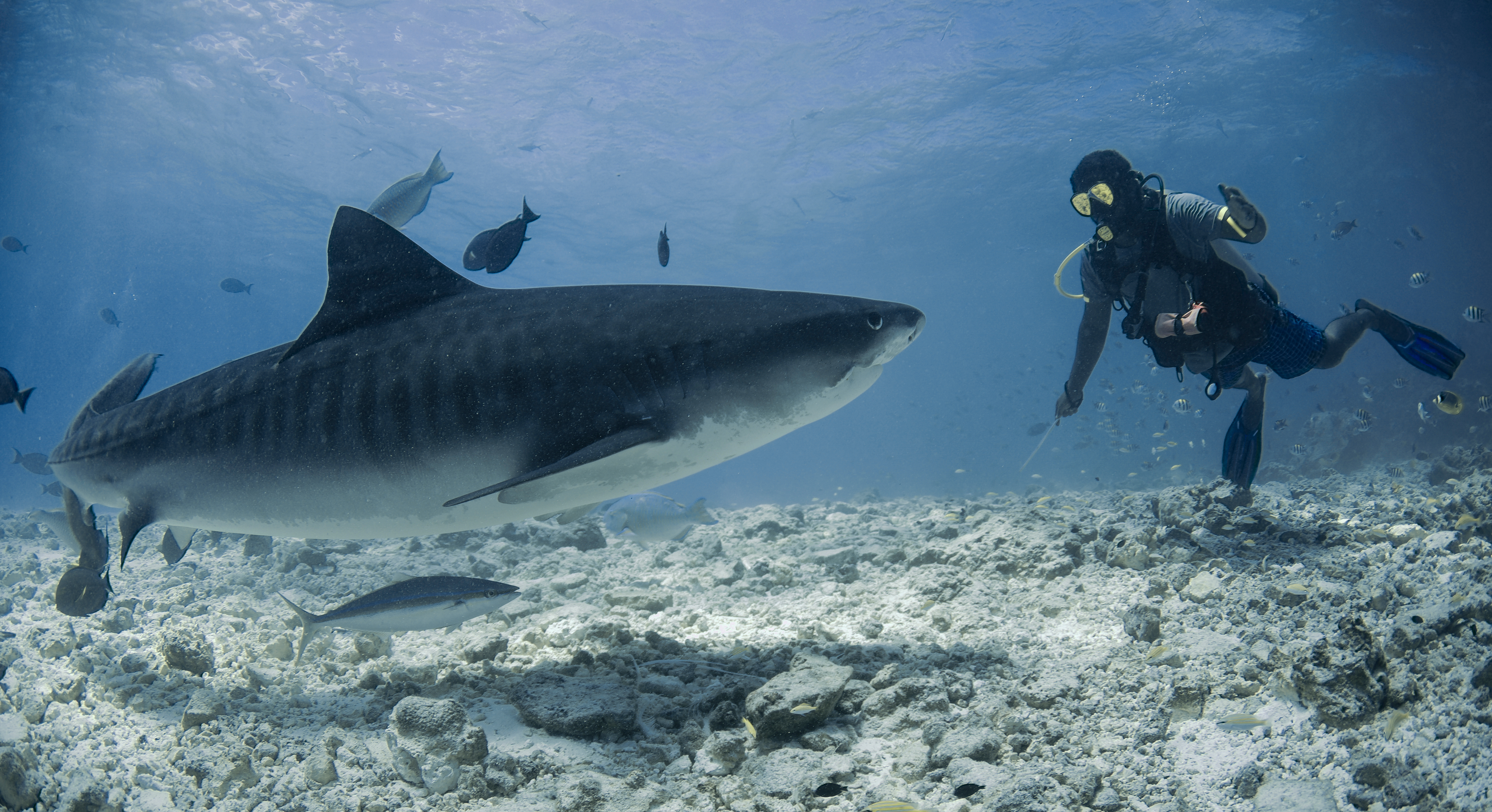 Hombre de 68 años lucha contra tiburón tigre de 12 pies con cuchillo de buceo