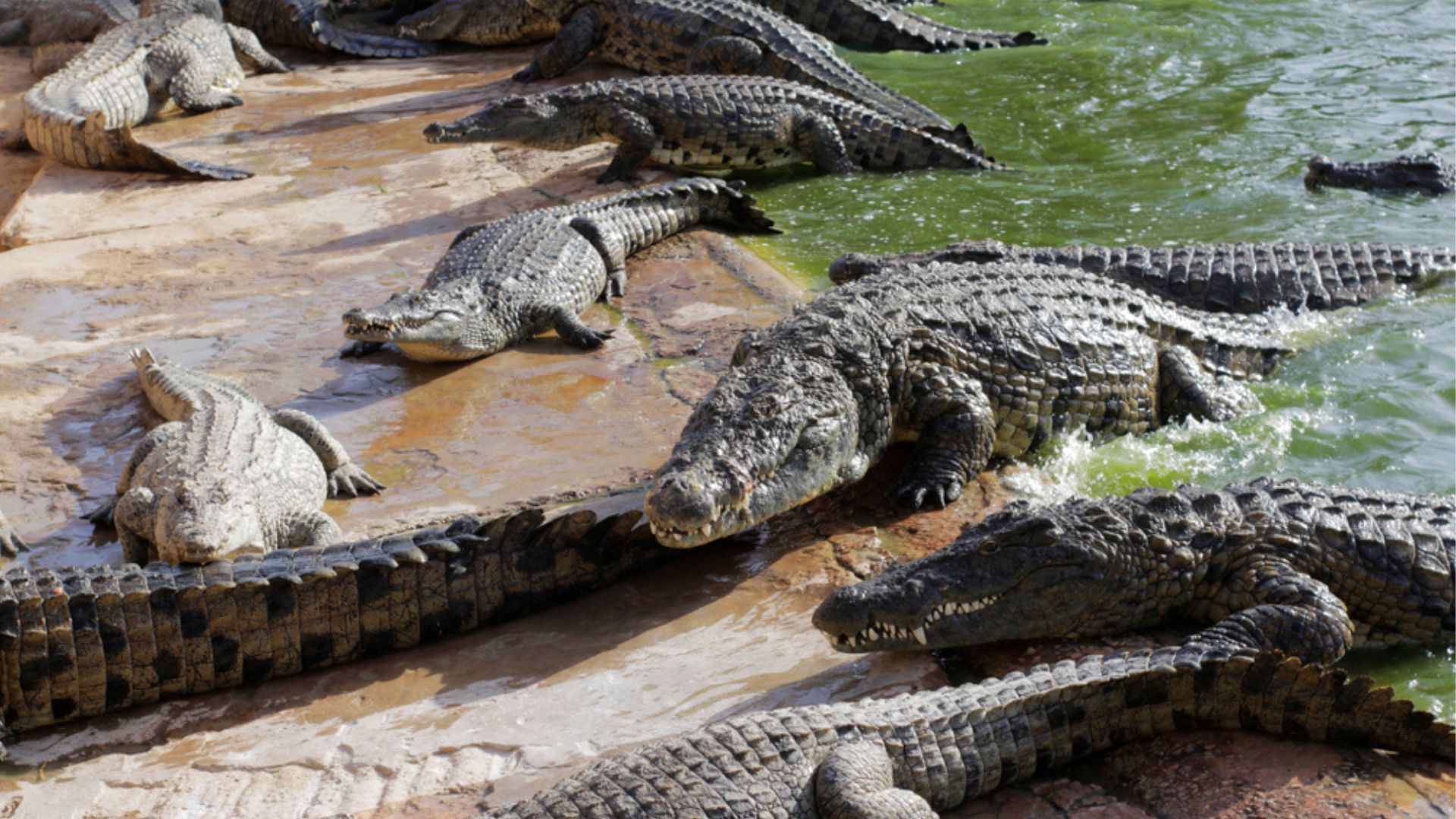 Hombre muere despedazado por 40 cocodrilos que tenía en su granja