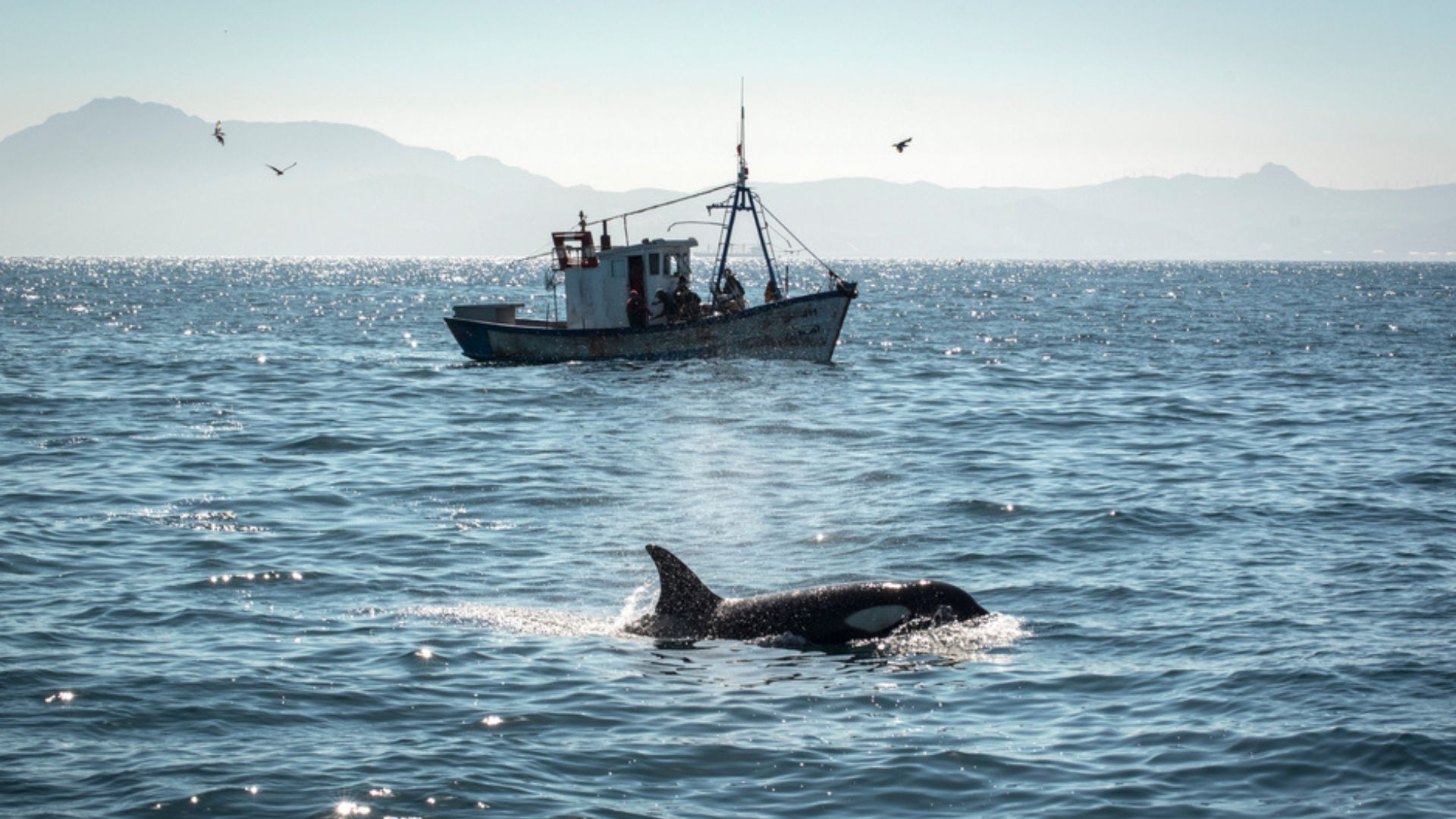 Hombre muere después de que ballena golpeara su embarcación en “extraño accidente” 
