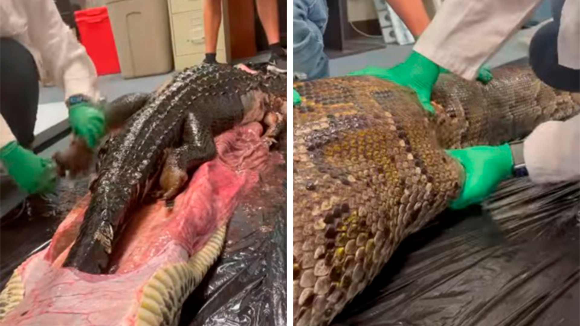 IMPACTANTE: Sacan caimán de 5 pies del estómago de enorme serpiente en Florida