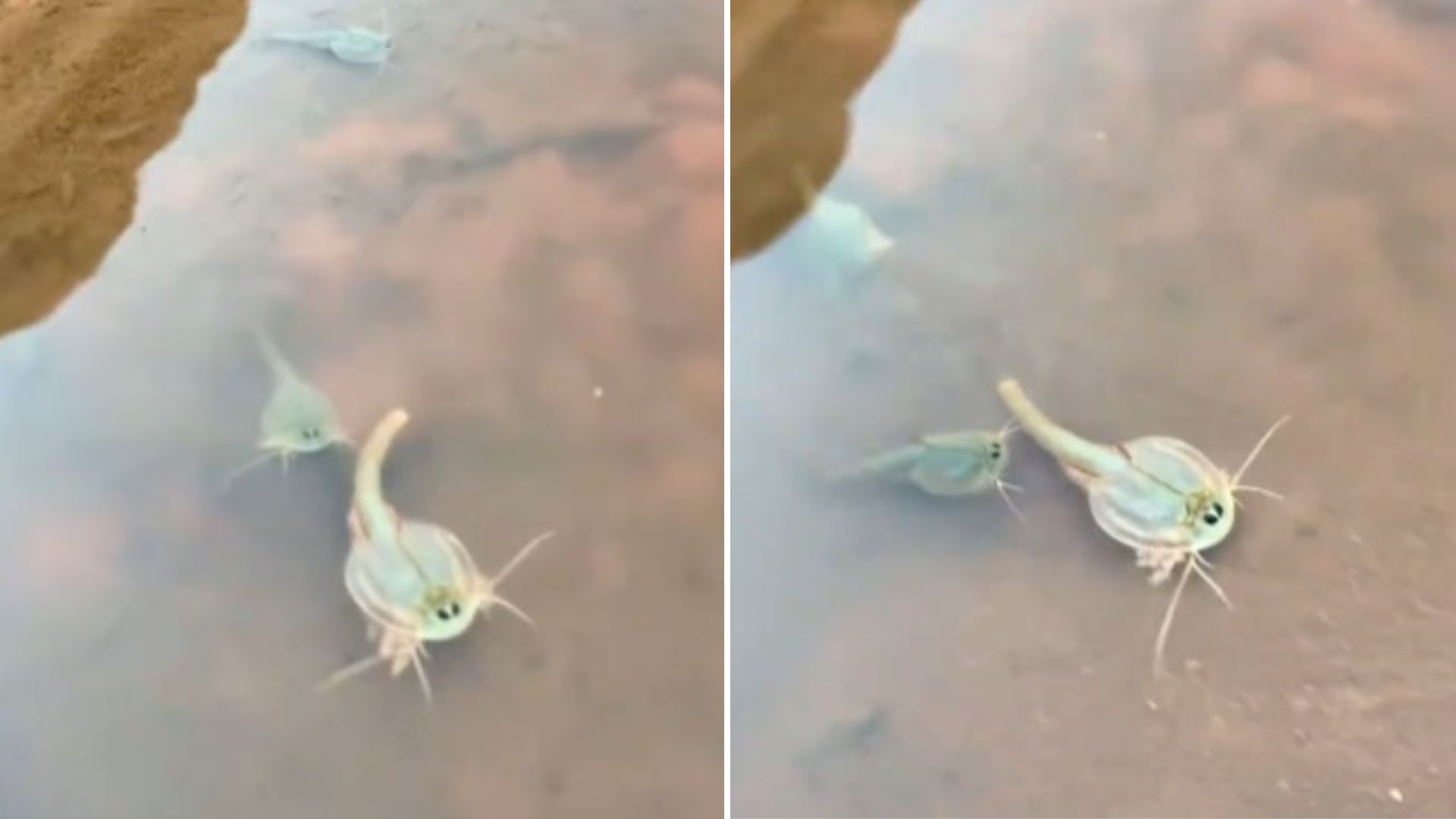 ¡IMPRESIONANTE! Fósiles vivientes de 550 millones de años avistados en Arizona