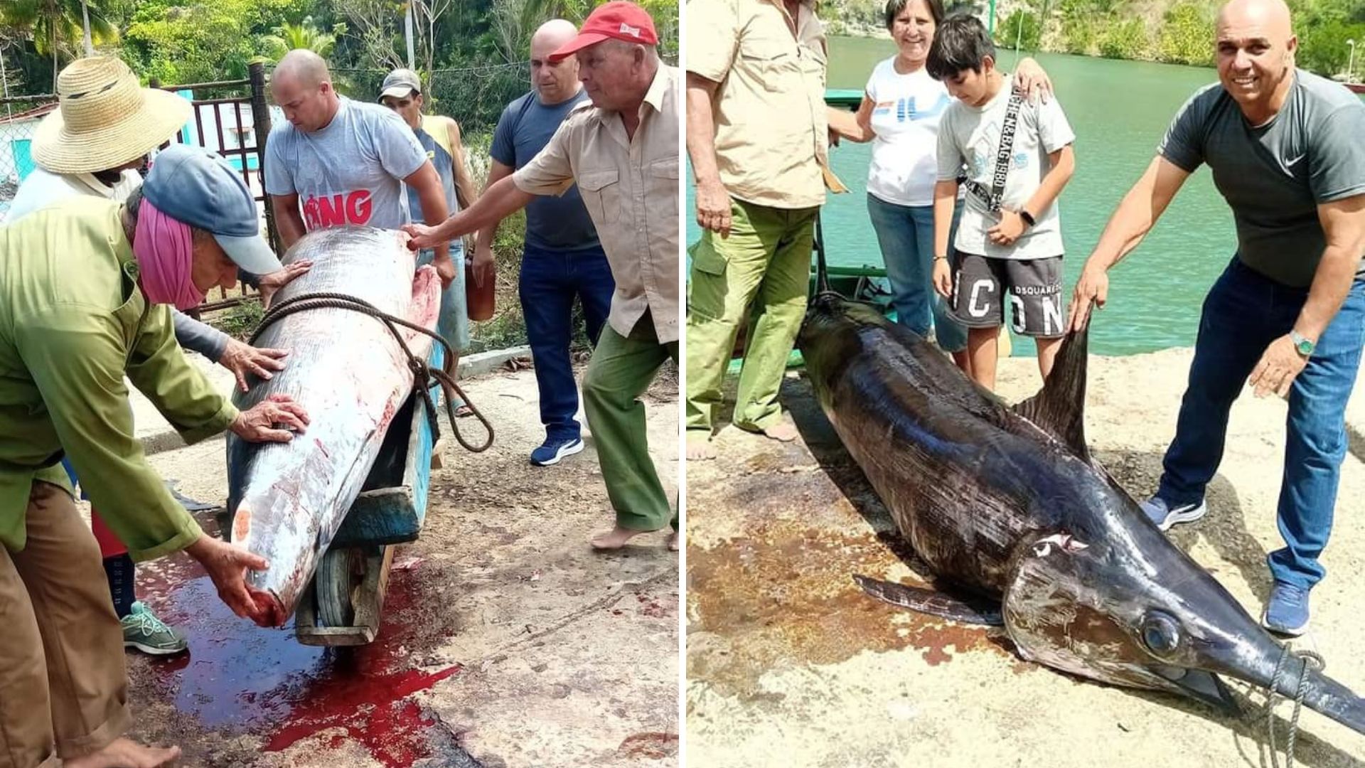 ¡Increíble! Capturan pez espada de 400 libras en Matanzas