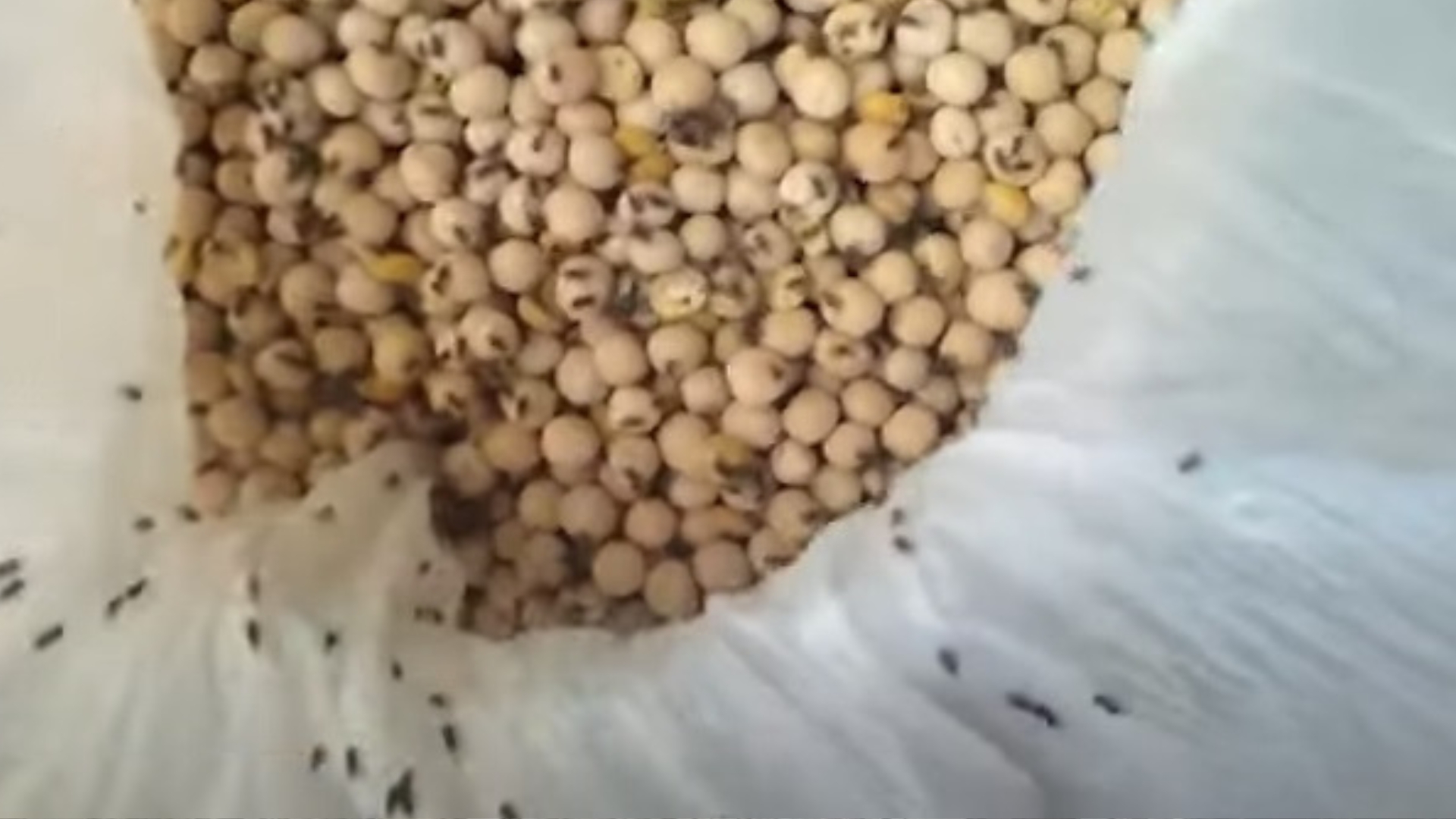 ¡Indignante! Venden chícharos con gorgojos a la población cubana