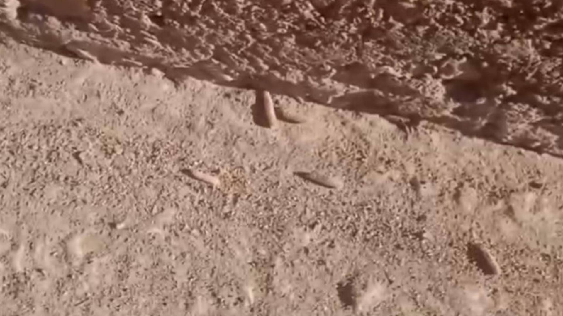 Invasión de gusanos en Jaimanitas