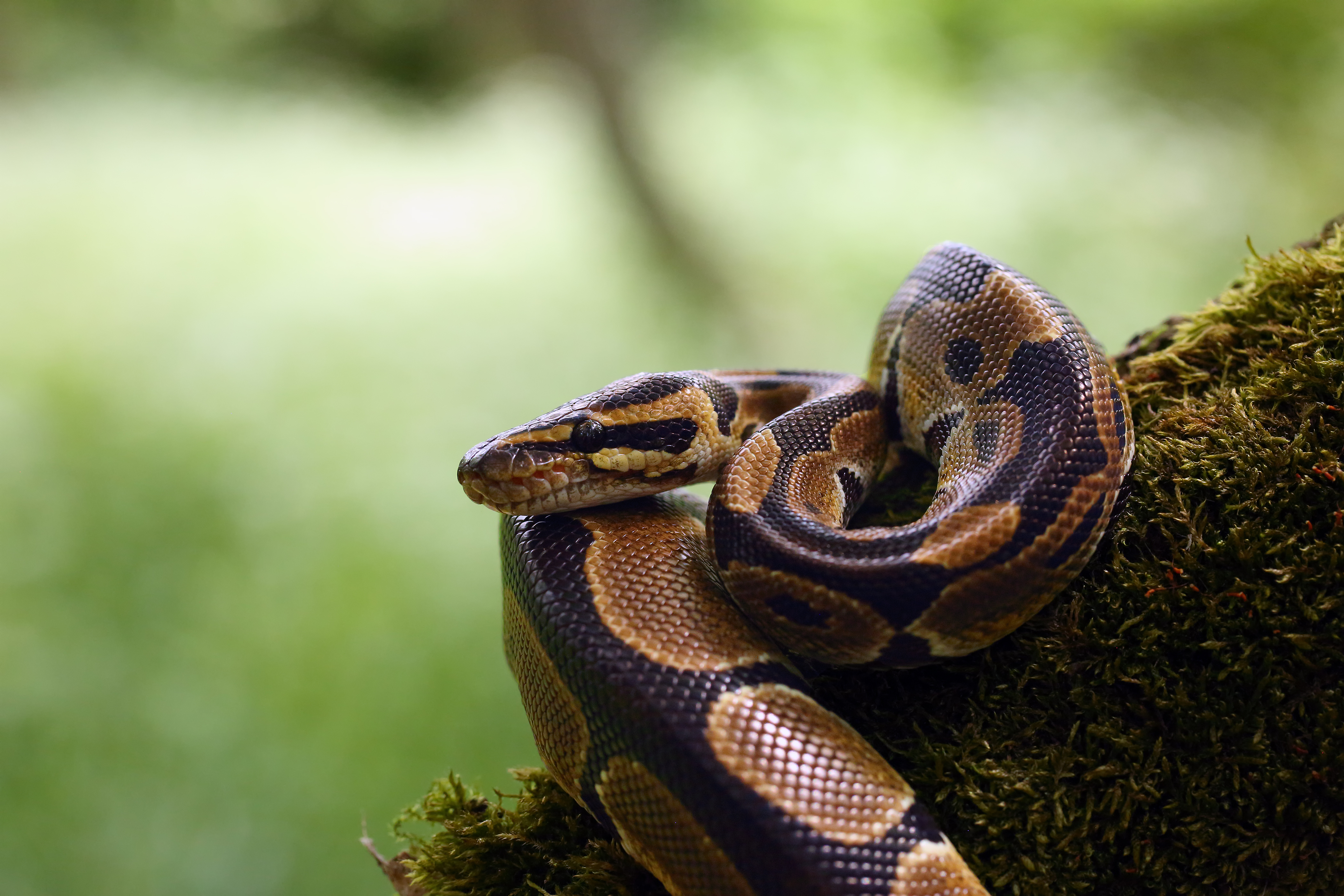 Invasión de serpientes pitón en Florida sería "imposible" de detener, dicen las autoridades