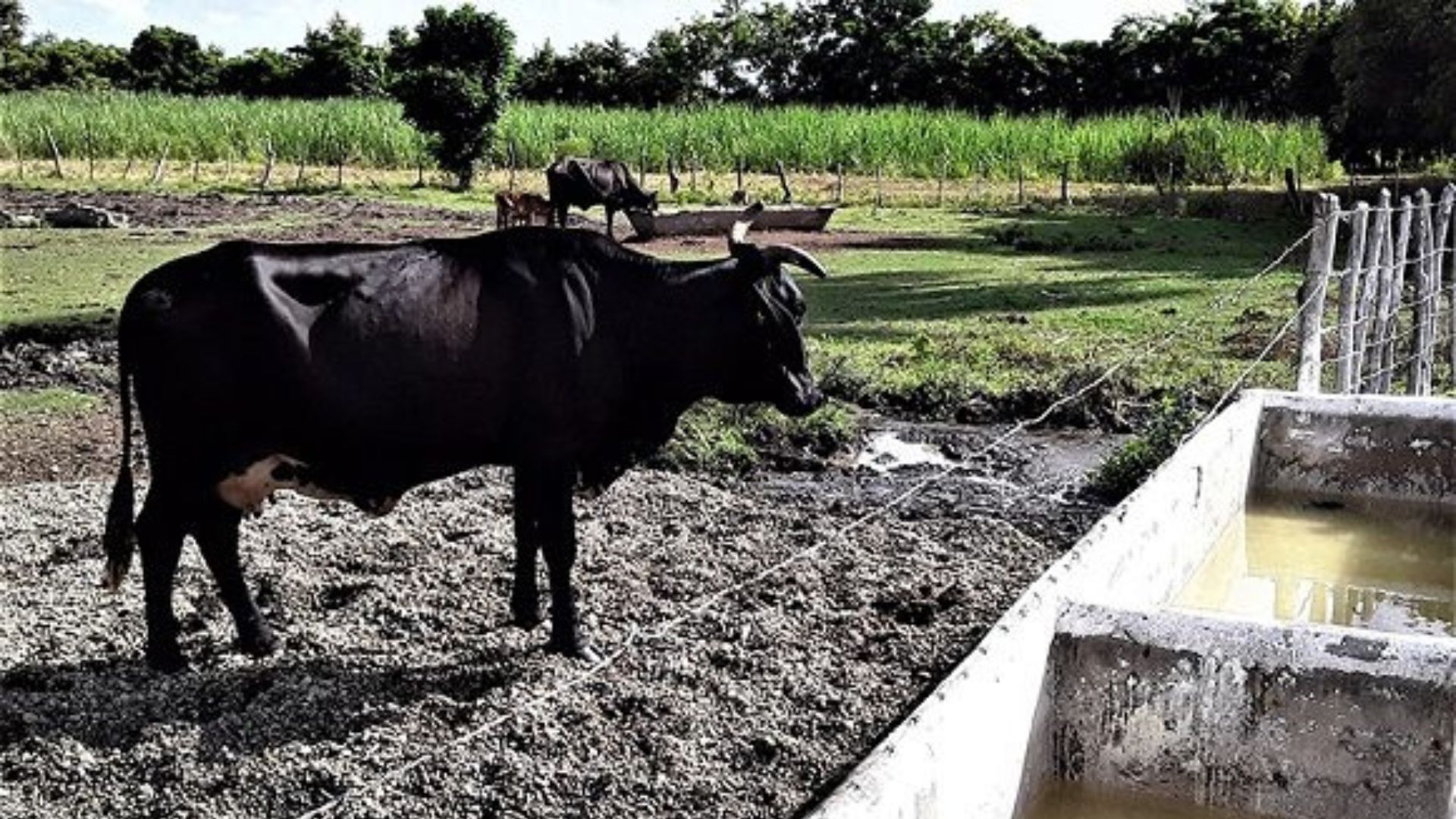 “La policía hace lo que le da la gana”: campesinos cubanos denuncian robo y sacrificio de ganado