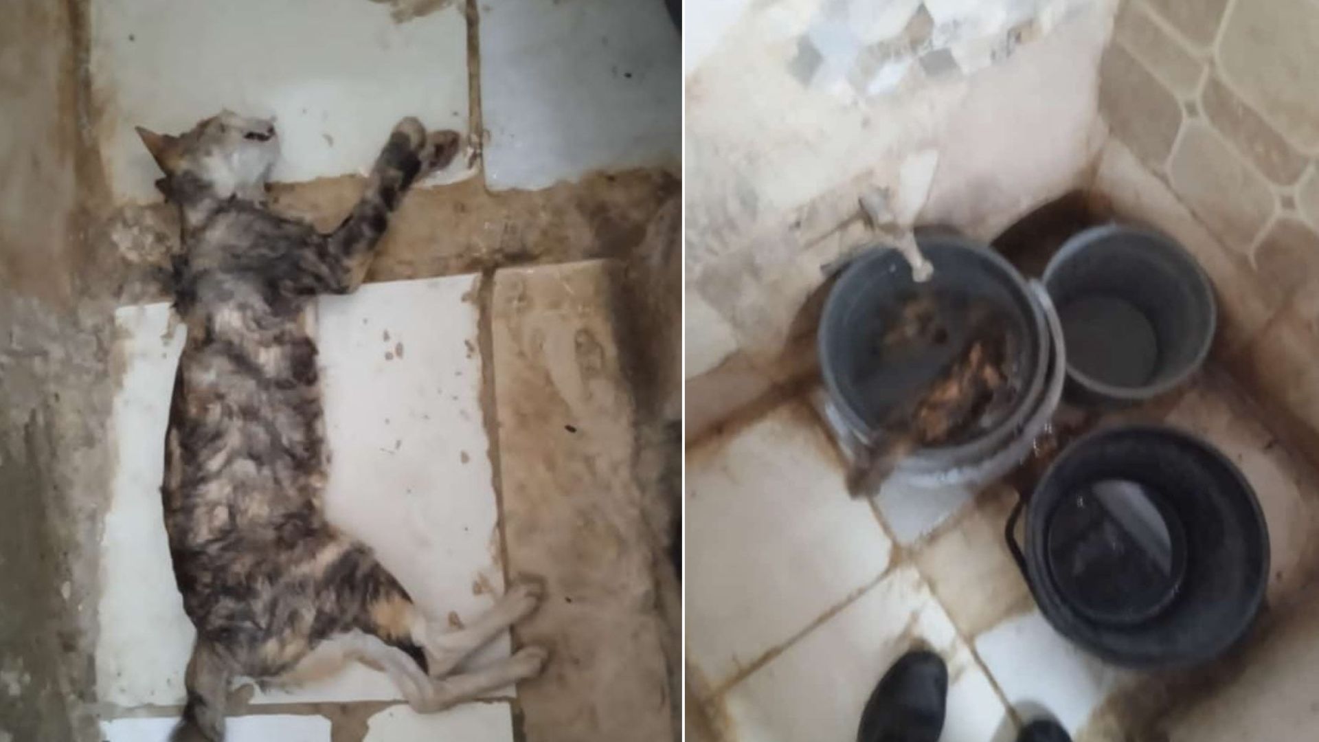 Maltrato animal en Cuba: joven ahoga a un gato en un cubo de agua