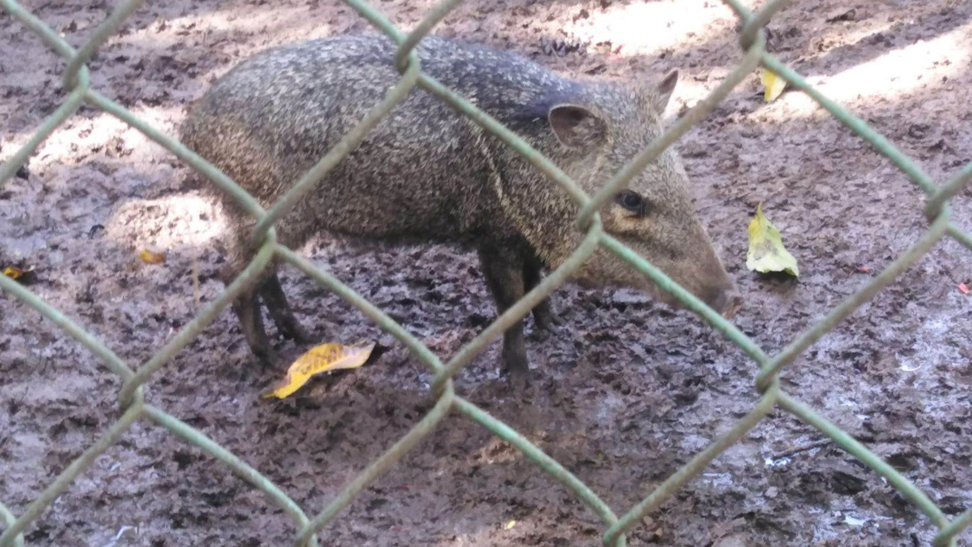  Mueren 10 animales en Zoológico de Camagüey por las lluvias